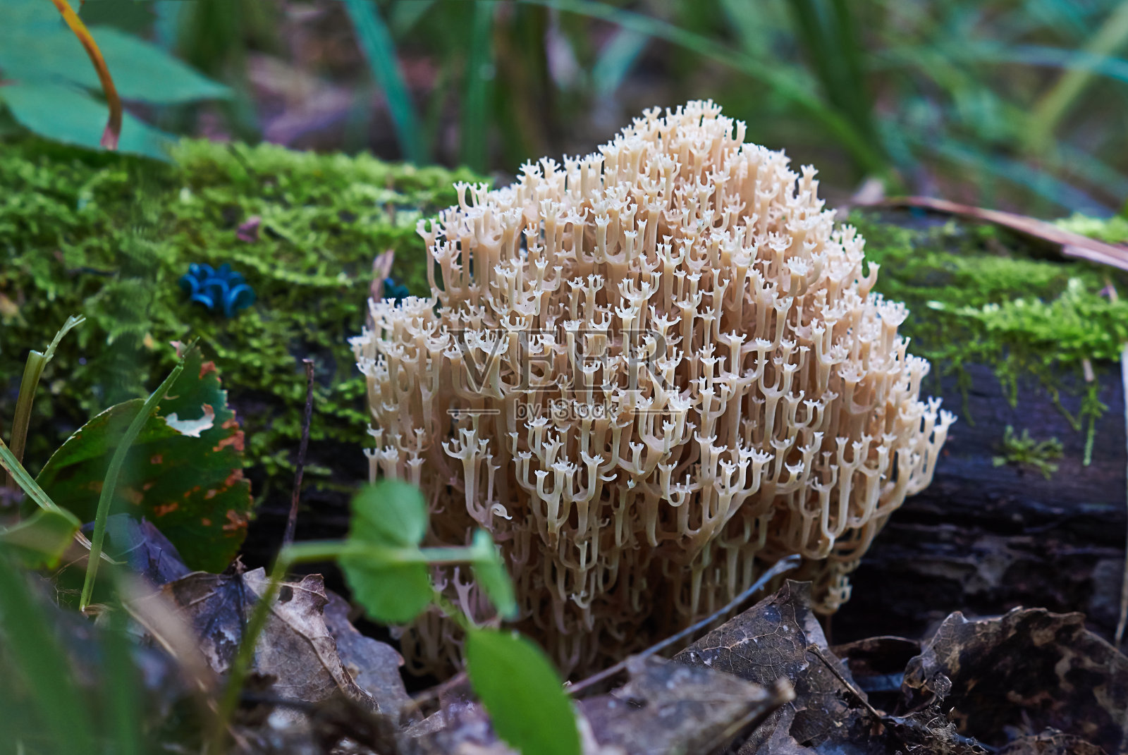 森林里树干上的蘑菇。照片摄影图片