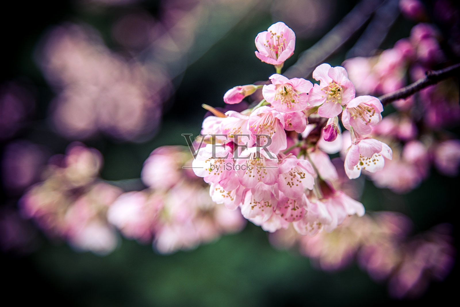 野生喜马拉雅樱桃照片摄影图片