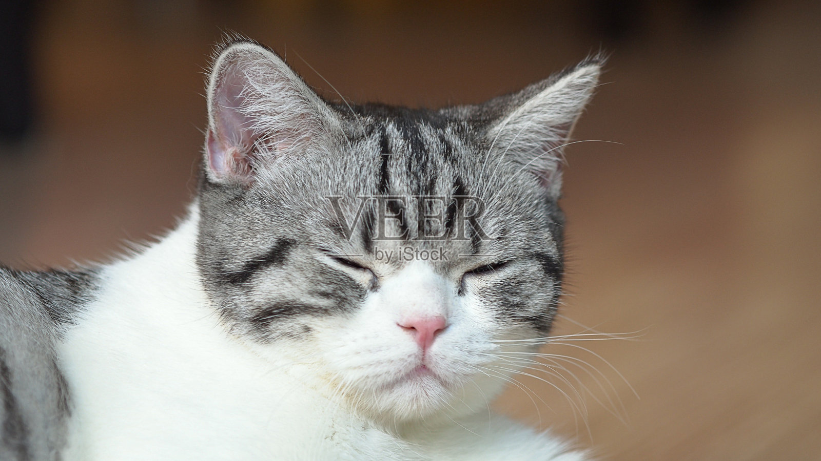 可爱的猫照片摄影图片