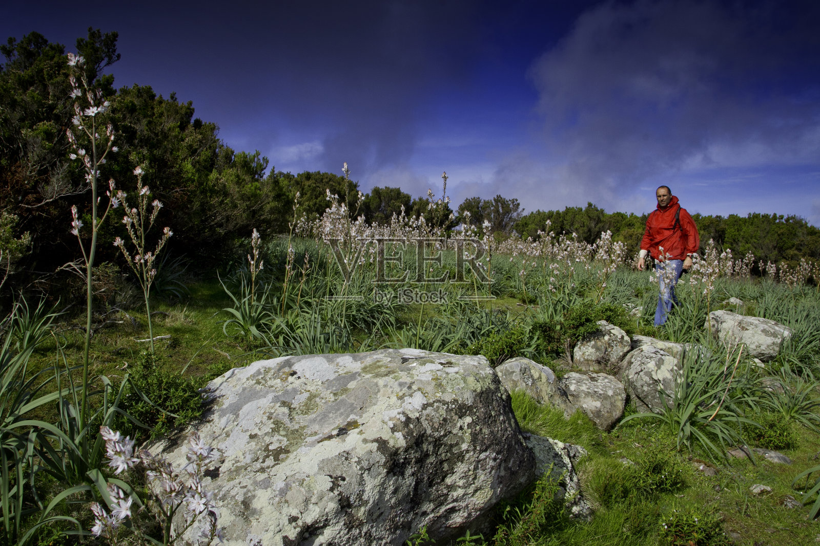 卡普里亚岛，托斯卡纳群岛国家公园，意大利托斯卡纳照片摄影图片