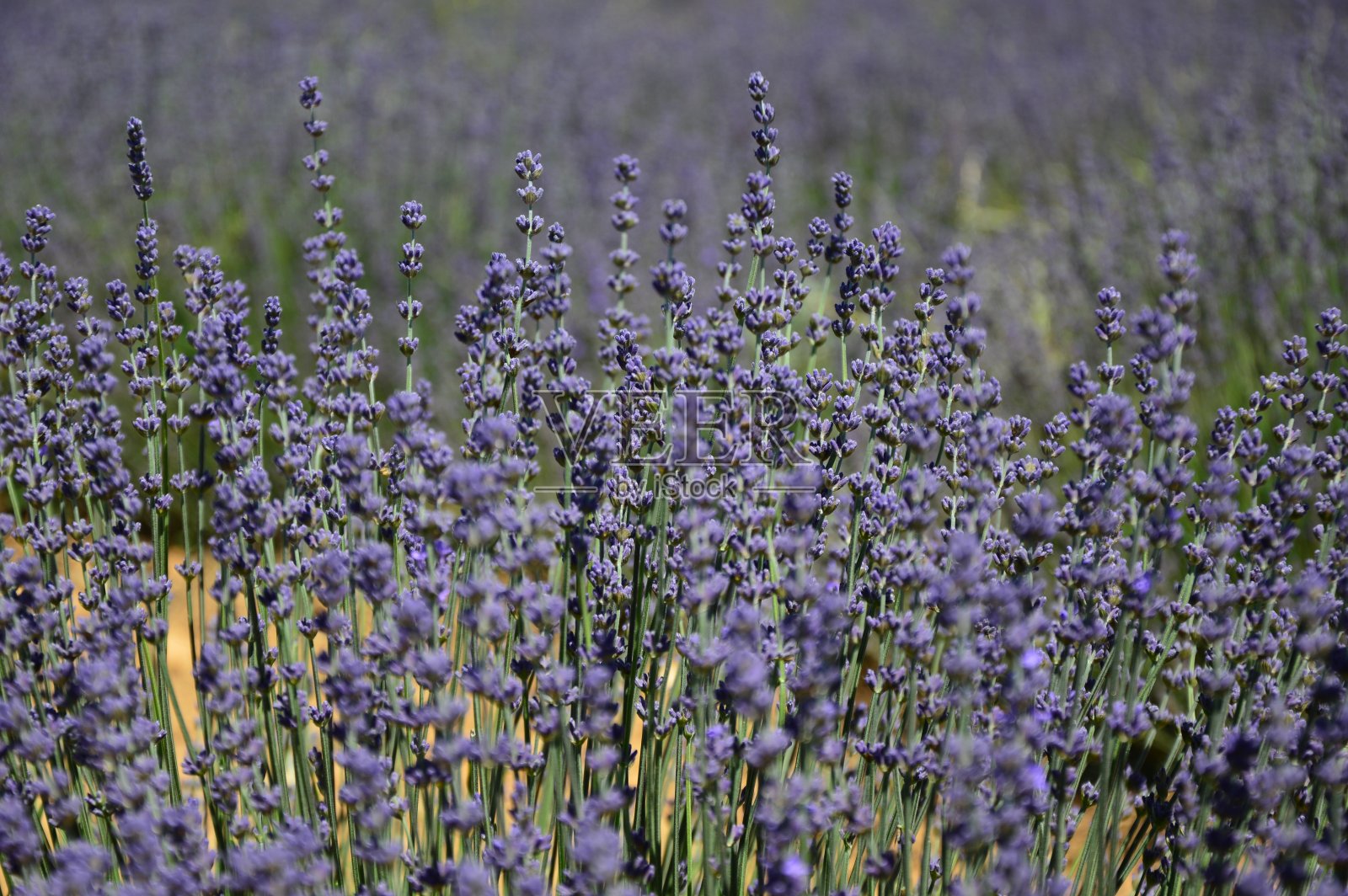 法国南部普罗旺斯的薰衣草照片摄影图片