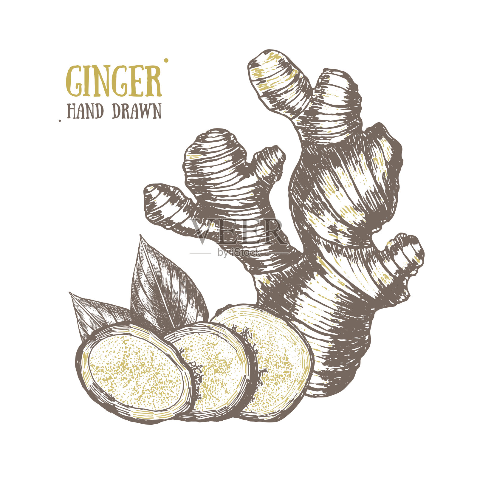 生姜根卡片手绘草图。向量设计模板素材