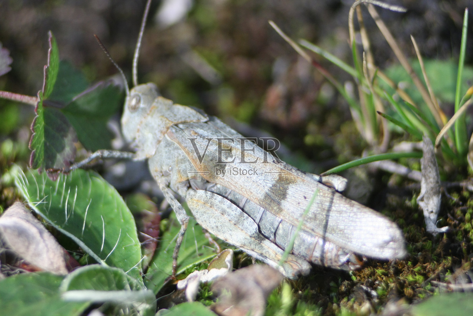 蓝翅蟋蟀(Oedipoda caerulescens)照片摄影图片