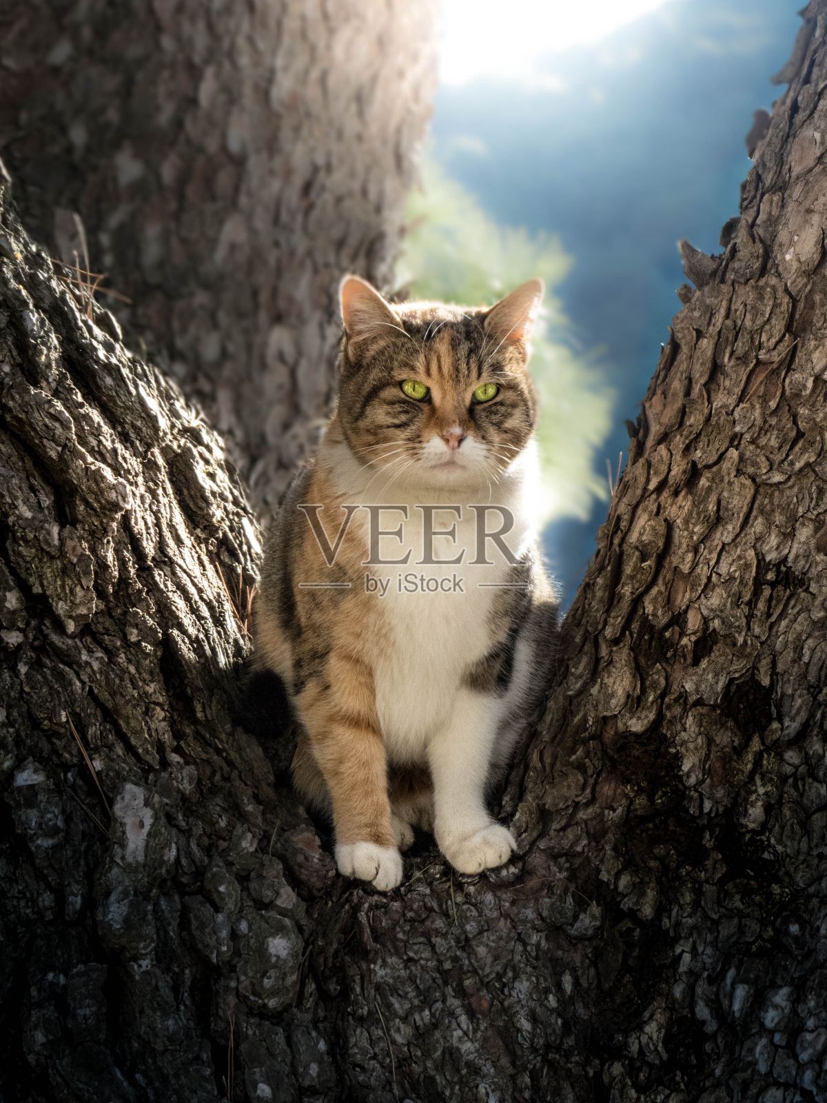 猫王照片摄影图片