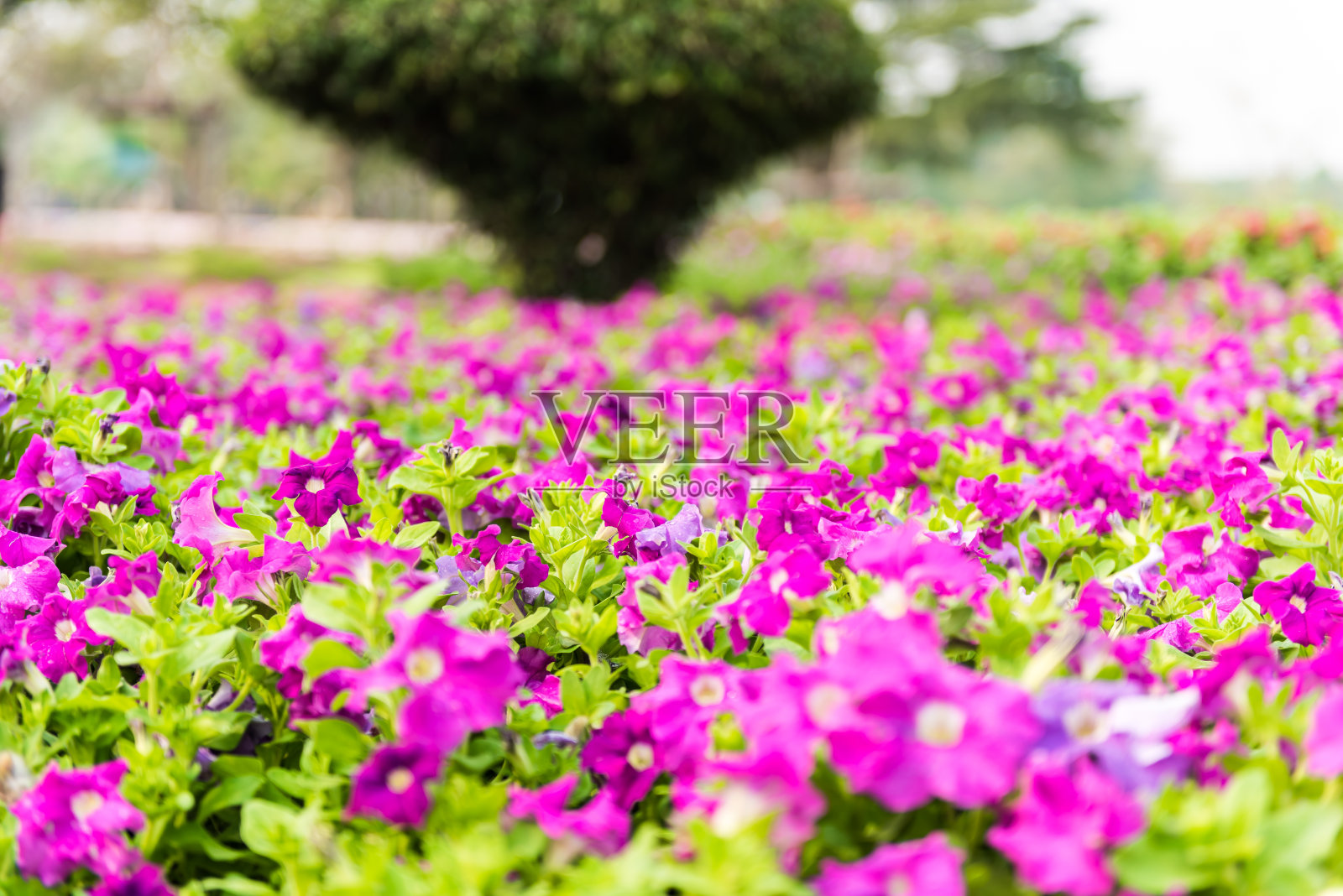 美丽的佩妮花照片摄影图片