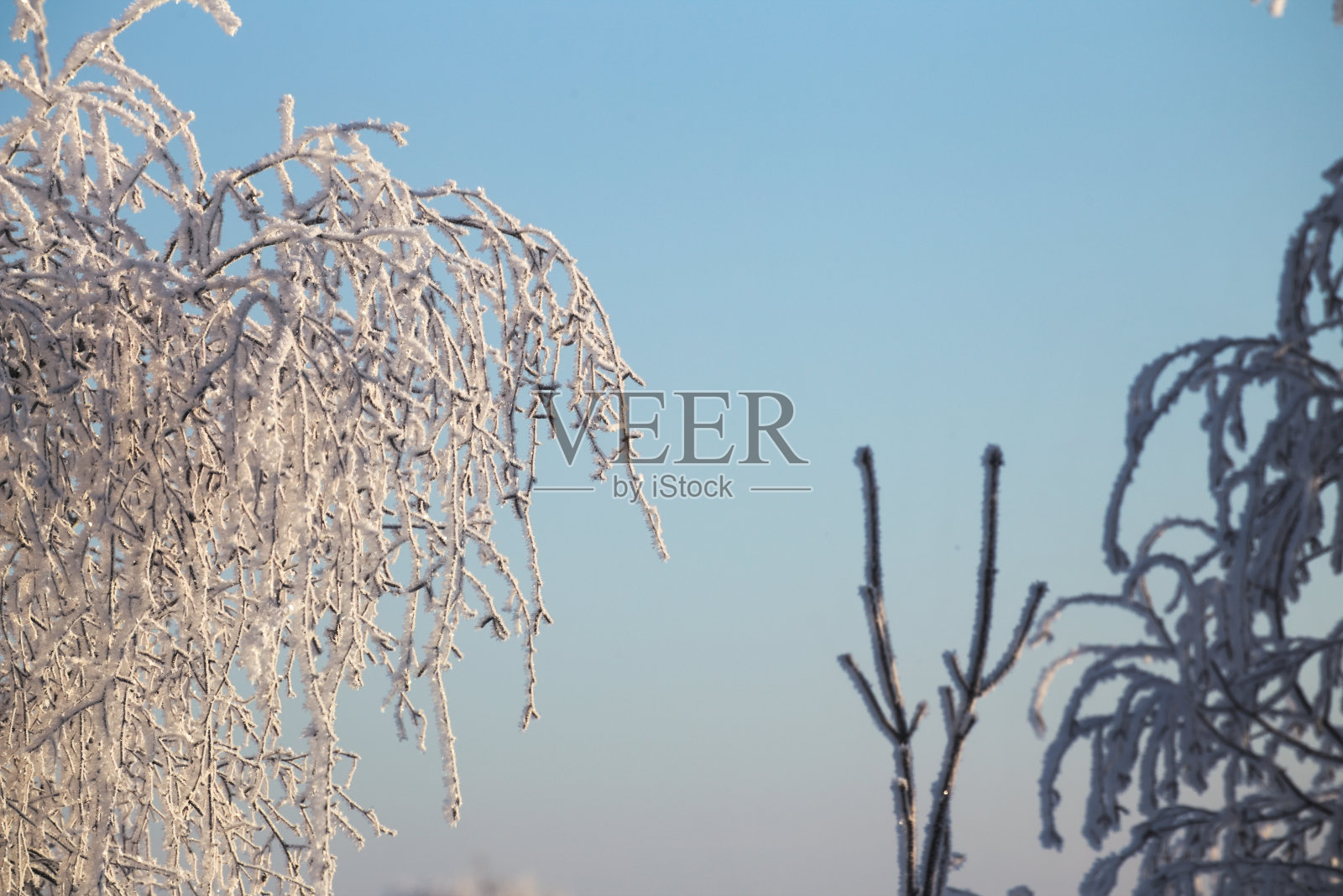阳光明媚的冬日里结霜的树枝照片摄影图片