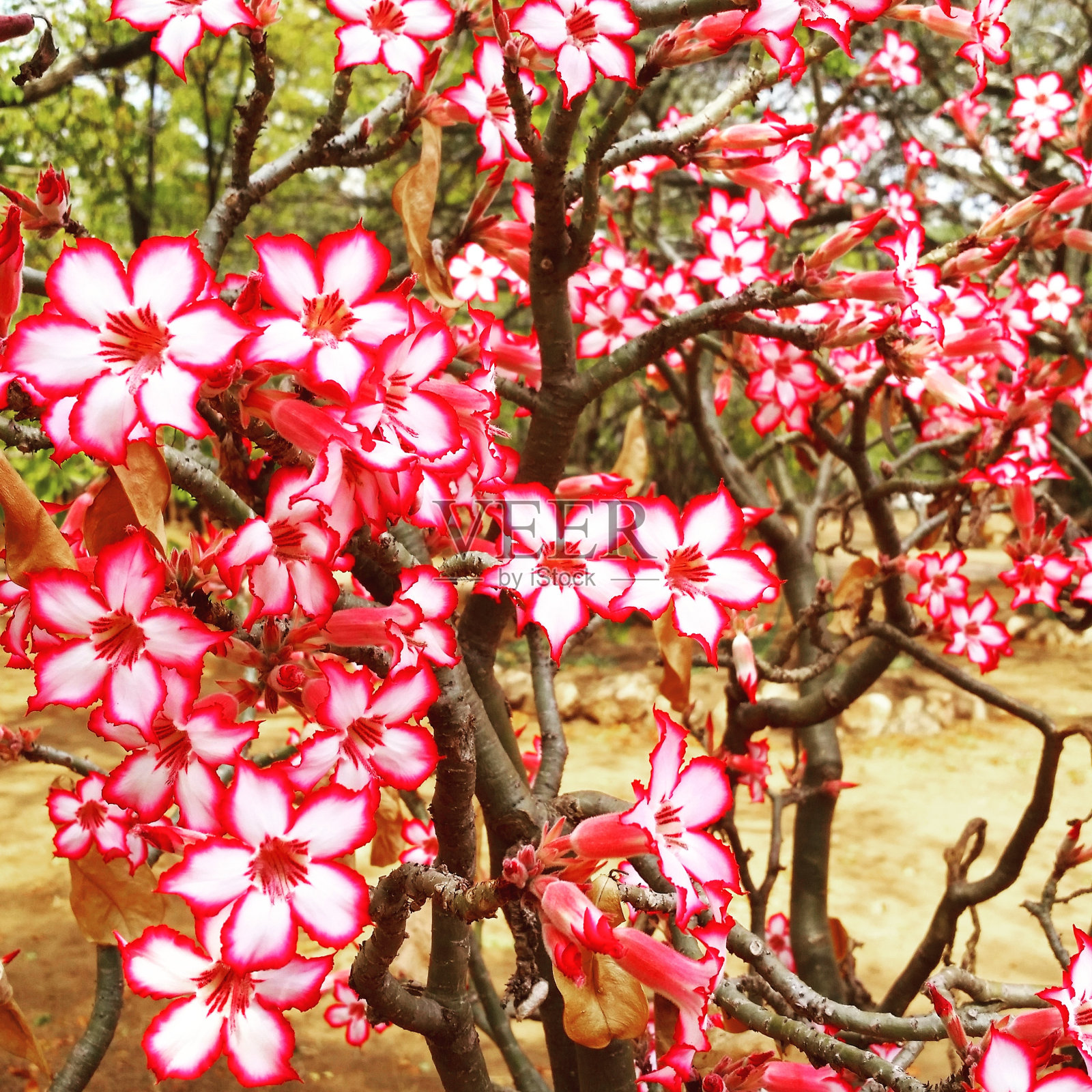 南非克鲁格国家公园的黑斑羚照片摄影图片