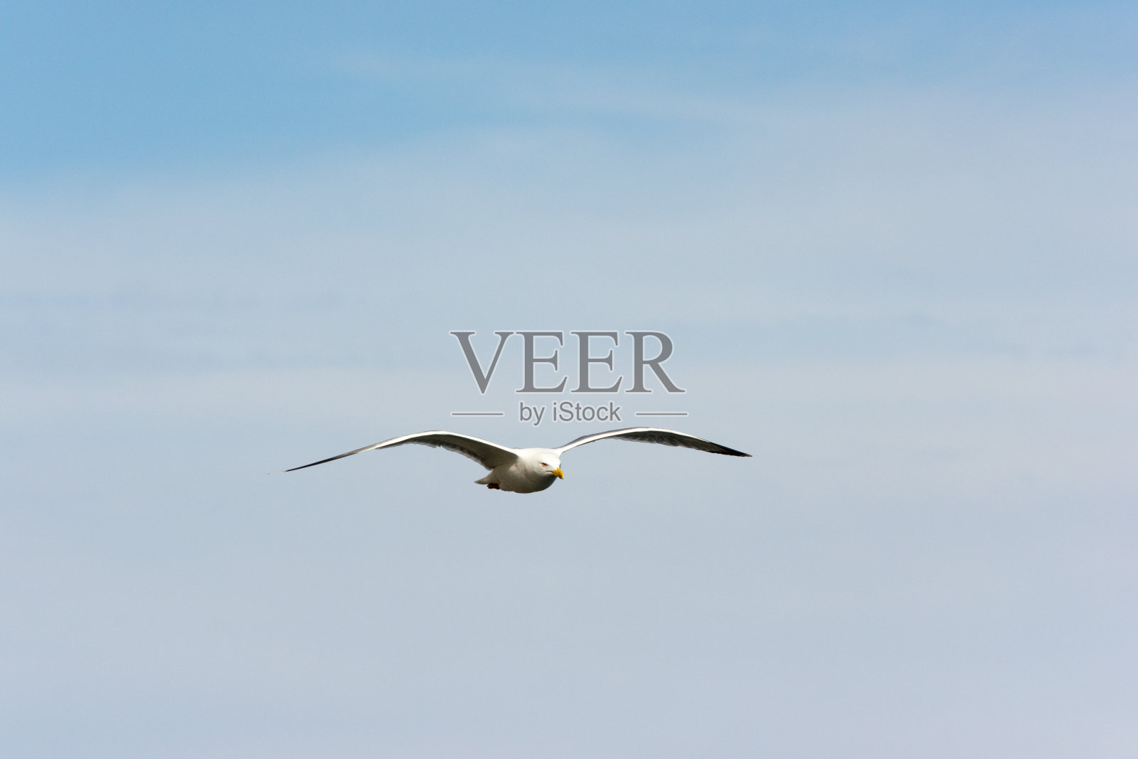 海鸥在飞照片摄影图片