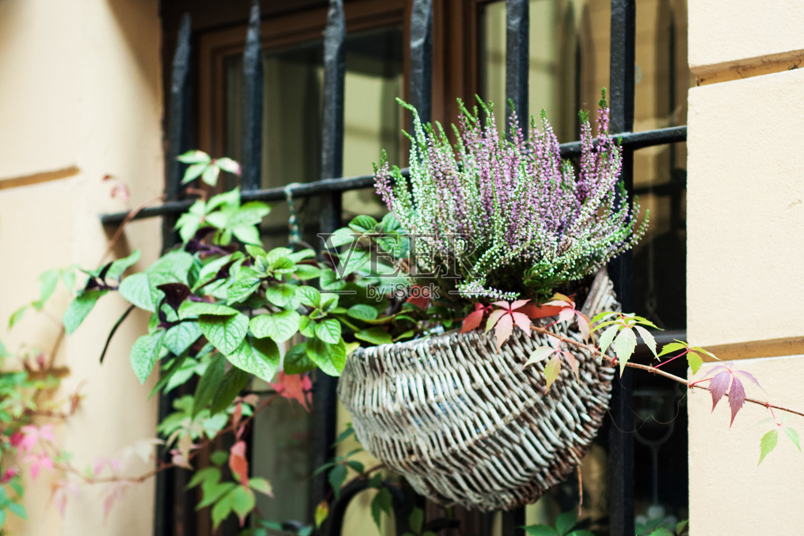 花组成的粉红色石南照片摄影图片