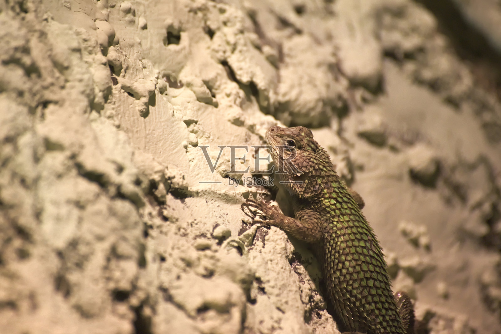 一只蜥蜴坐在粉笔墙上等着照片摄影图片