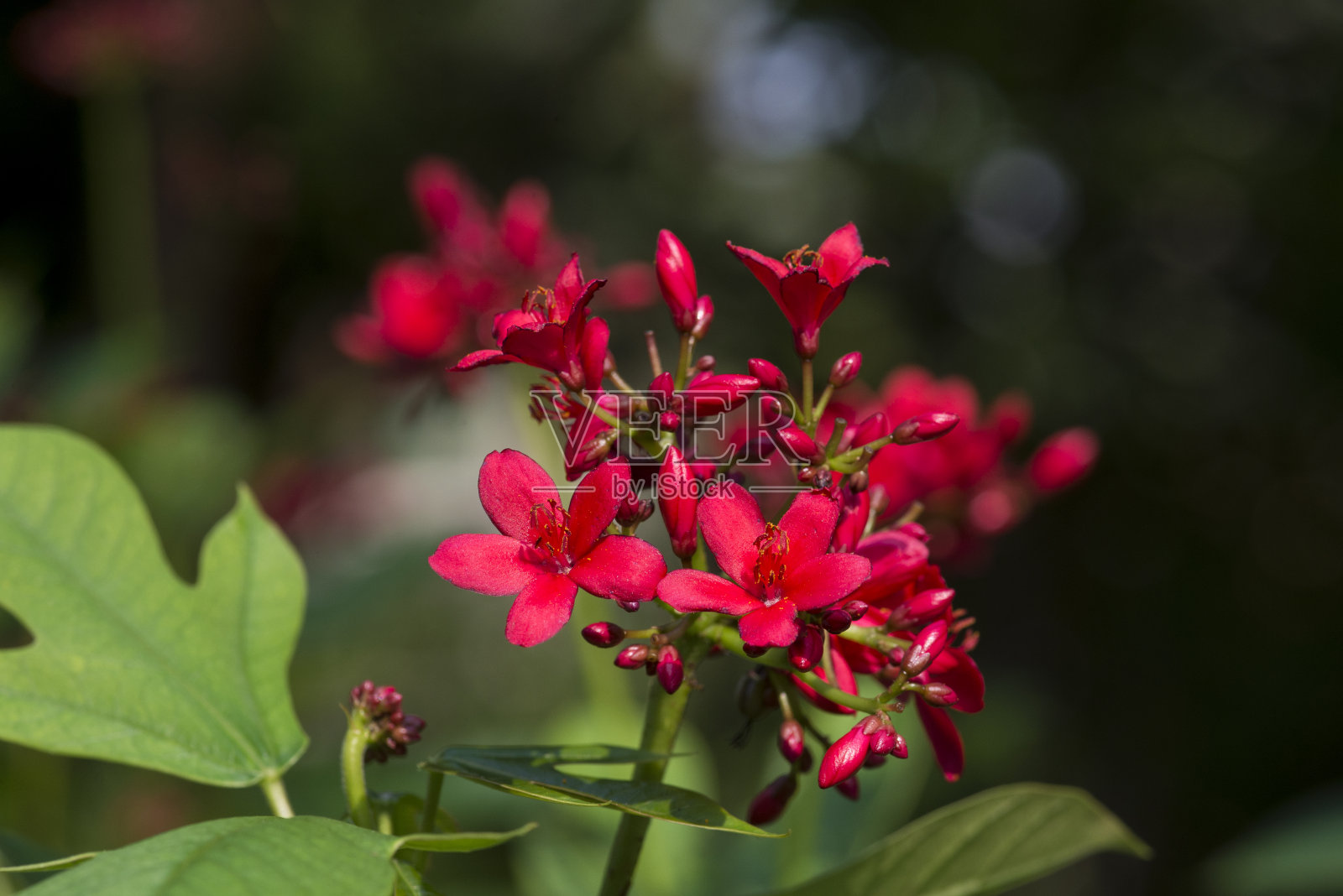 花照片摄影图片