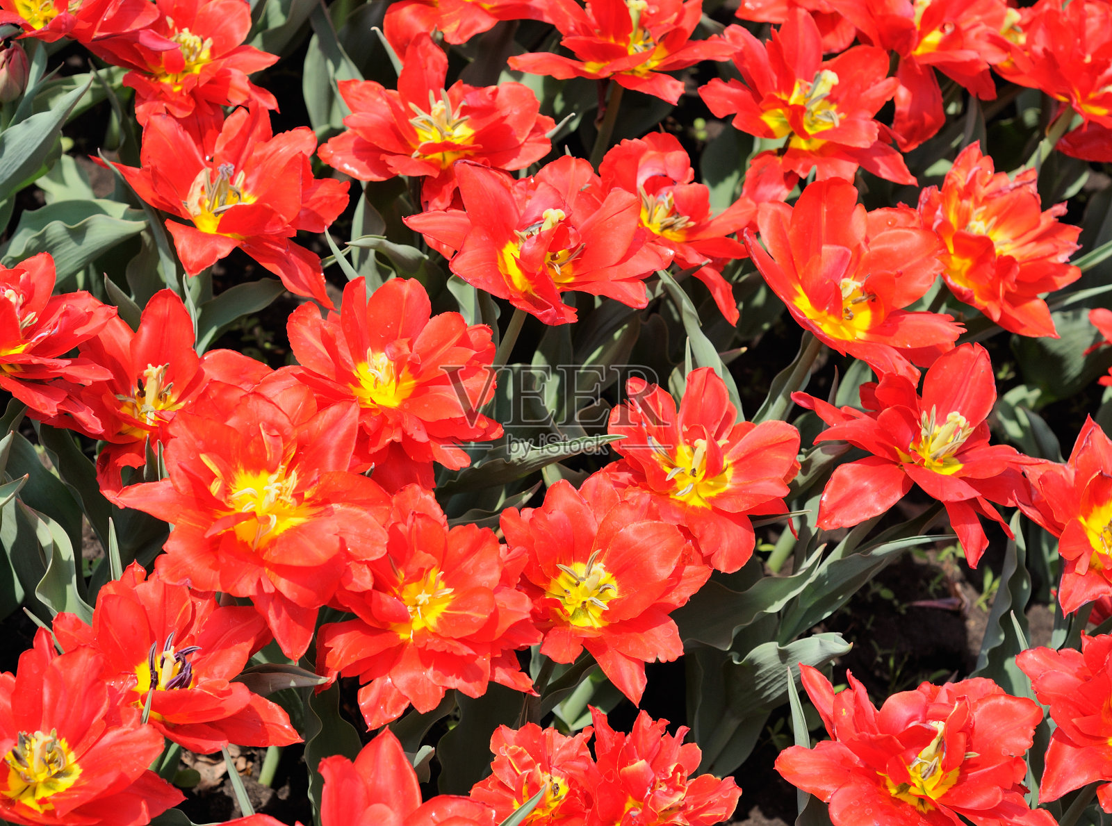 花照片摄影图片