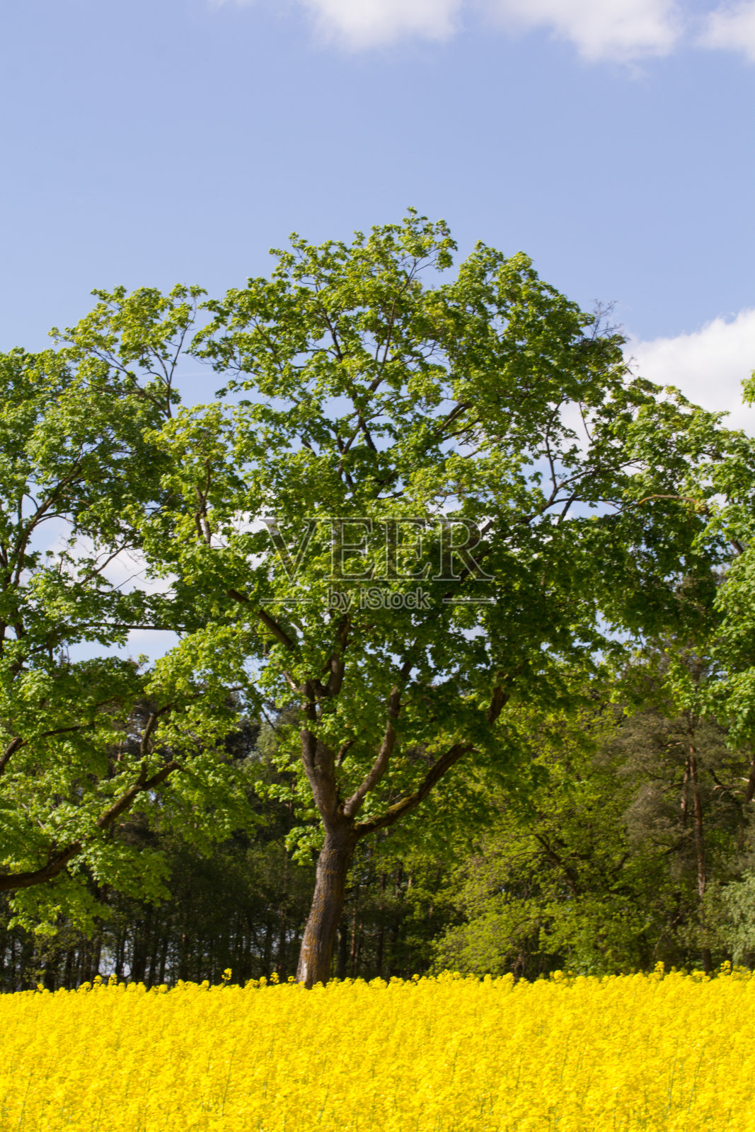 巴伐利亚的春天景观照片摄影图片