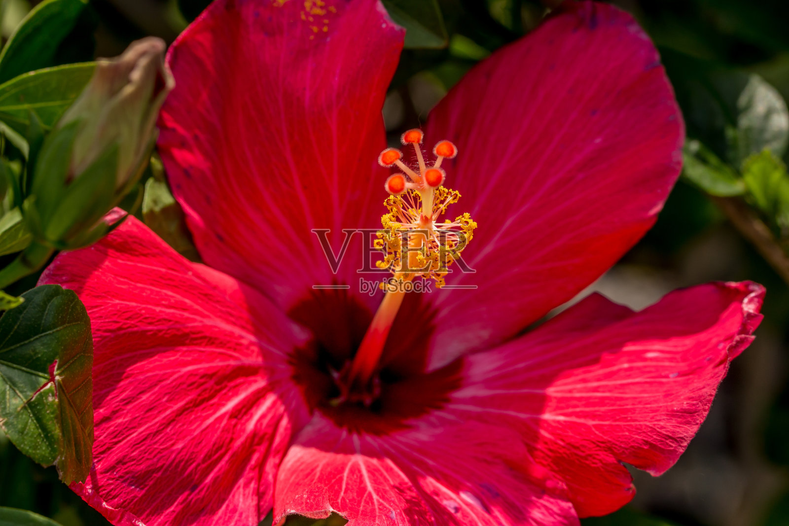 红色的芙蓉照片摄影图片