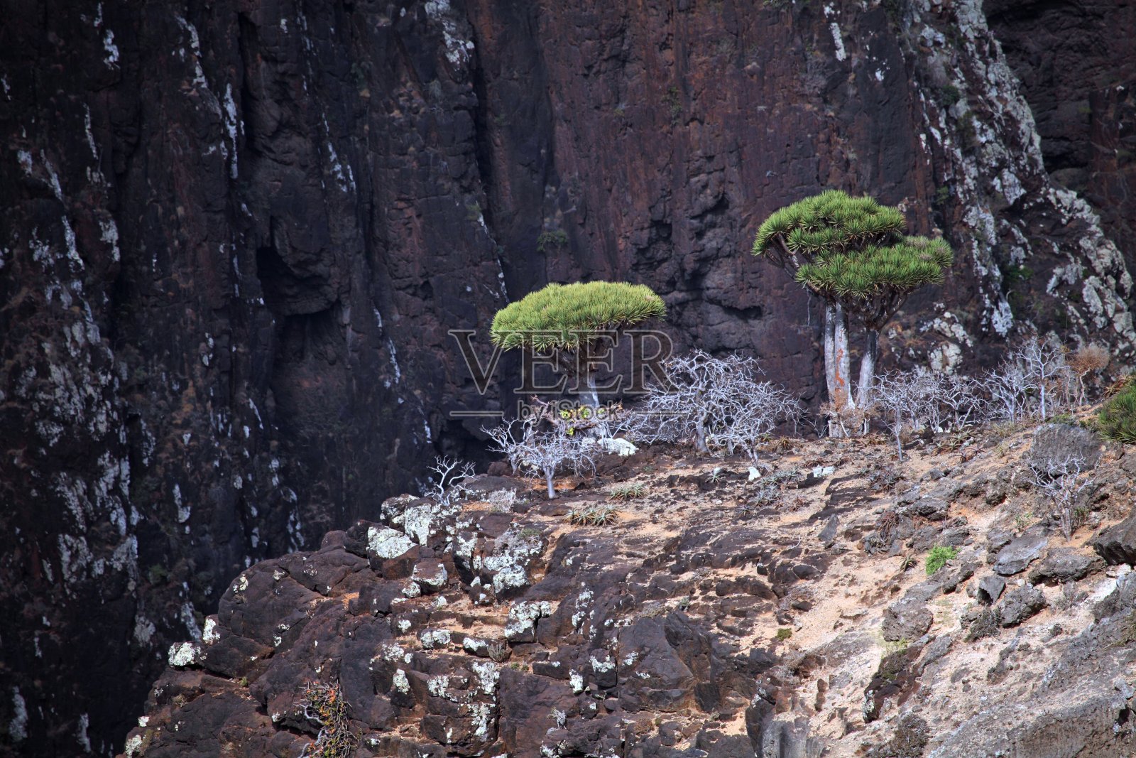 索科特拉高地龙血树照片摄影图片