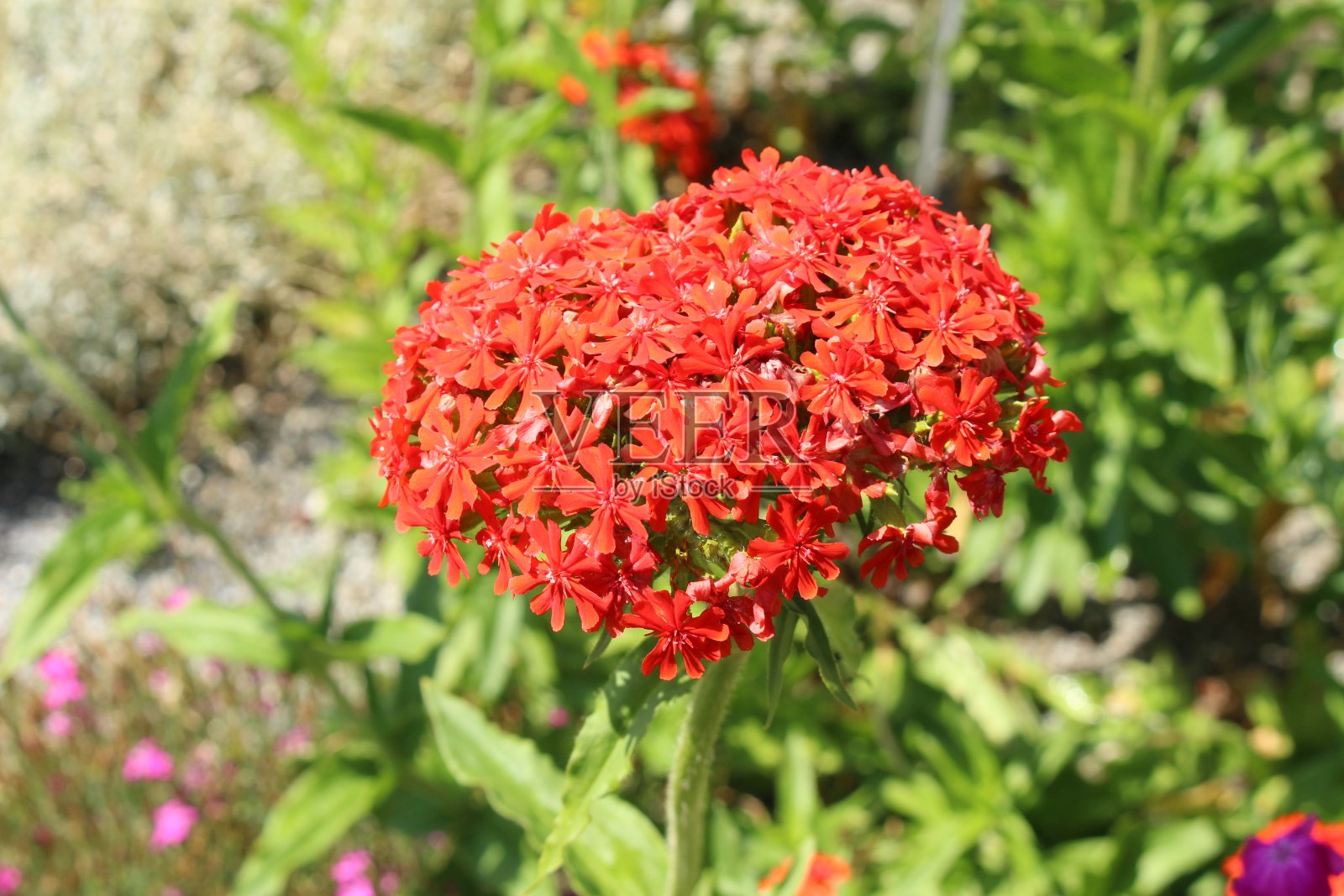 “燃烧的爱”花-荔枝照片摄影图片