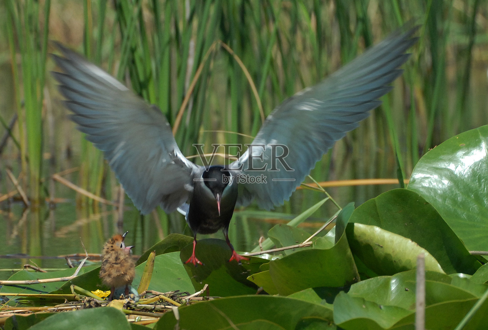 胡须，chlidondus杂种照片摄影图片