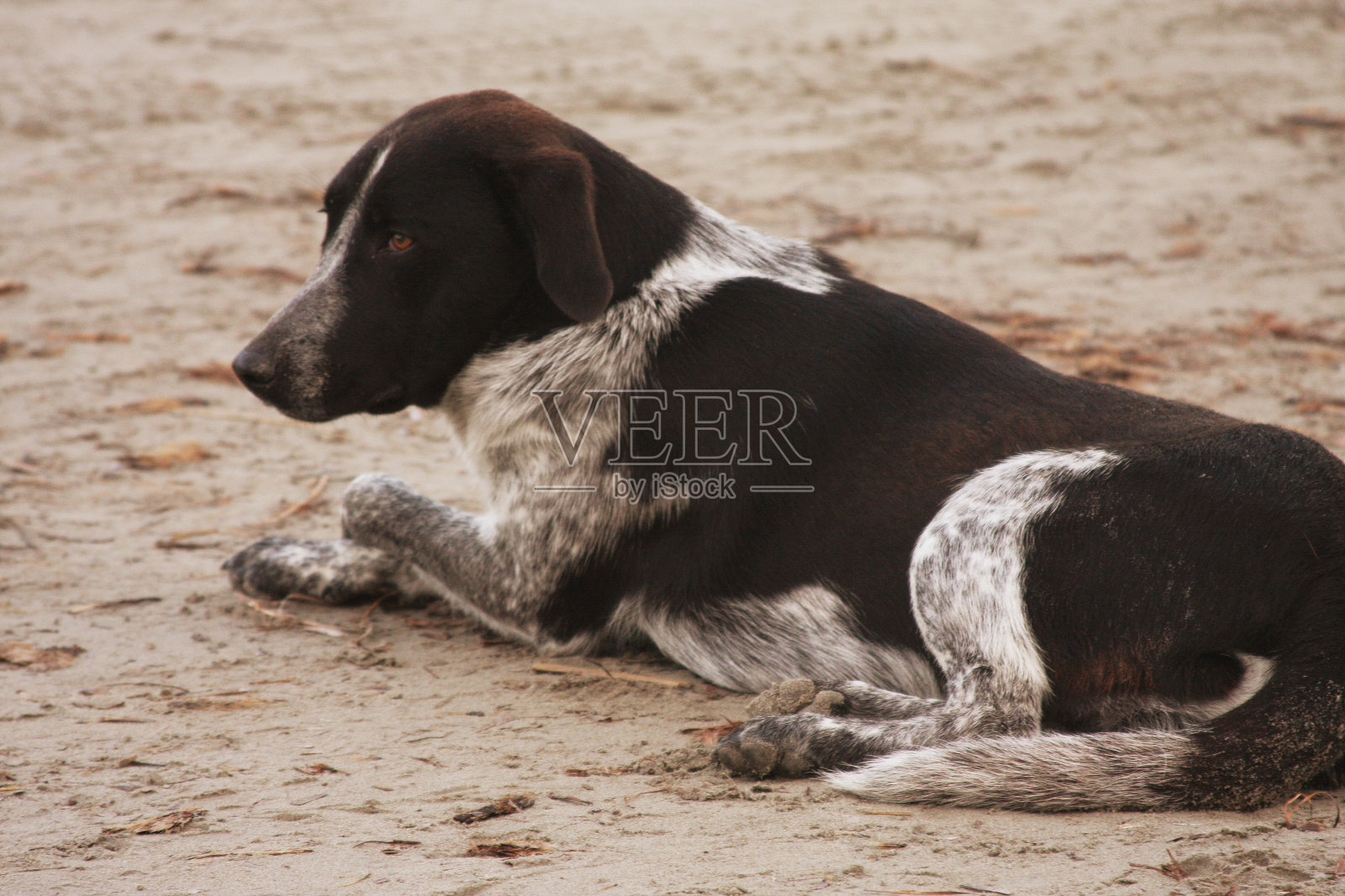 狗坐在海滩上照片摄影图片