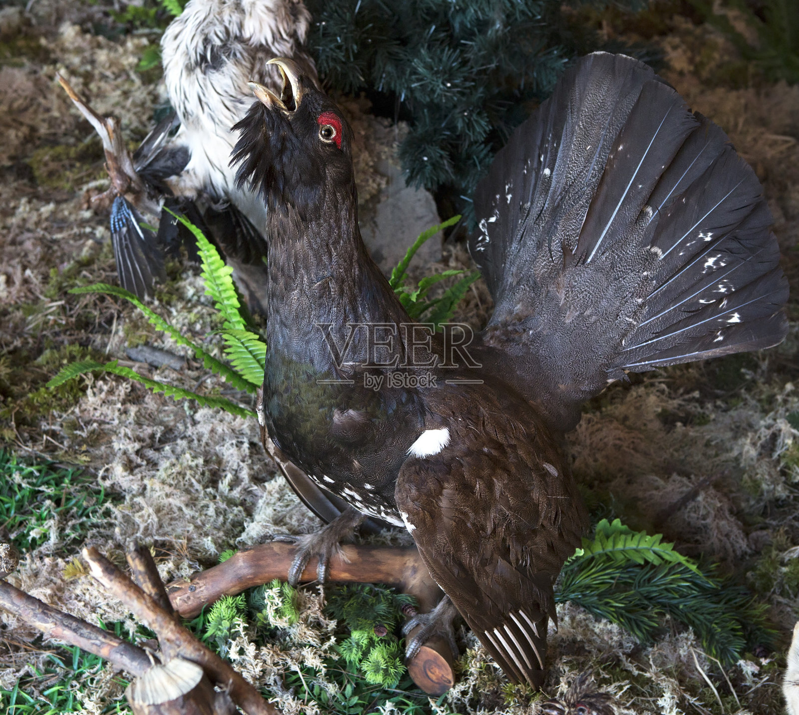塞松鸡。照片摄影图片