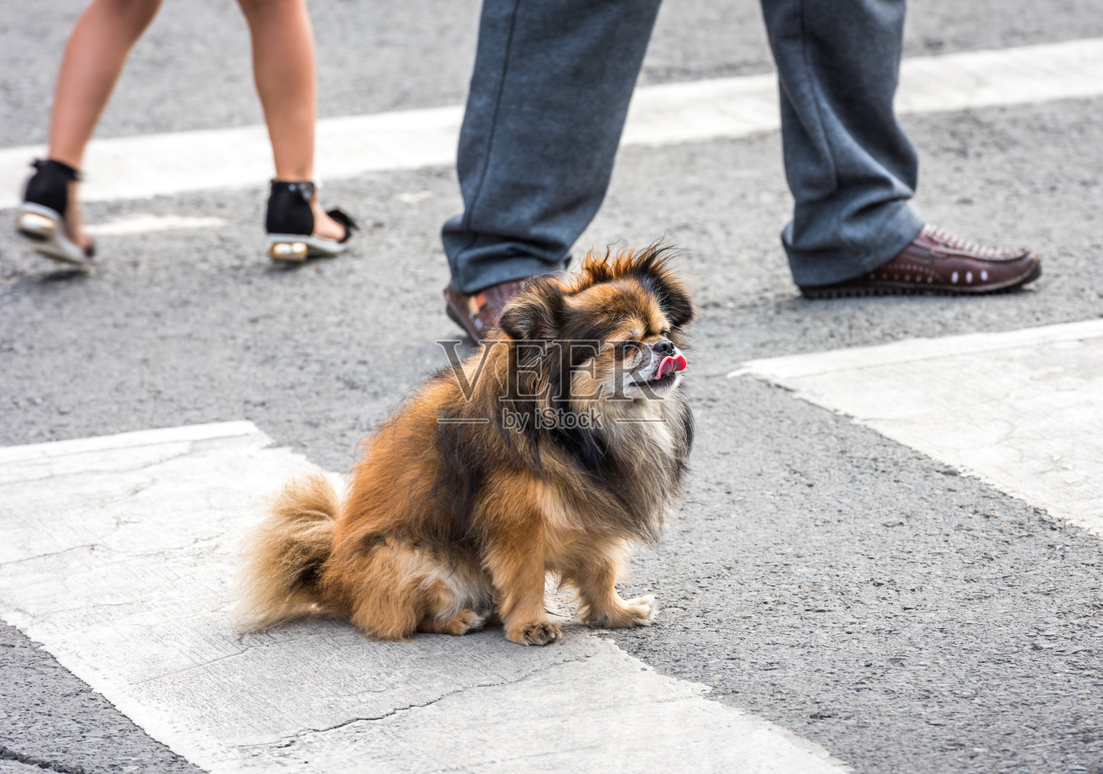 中国的狗照片摄影图片