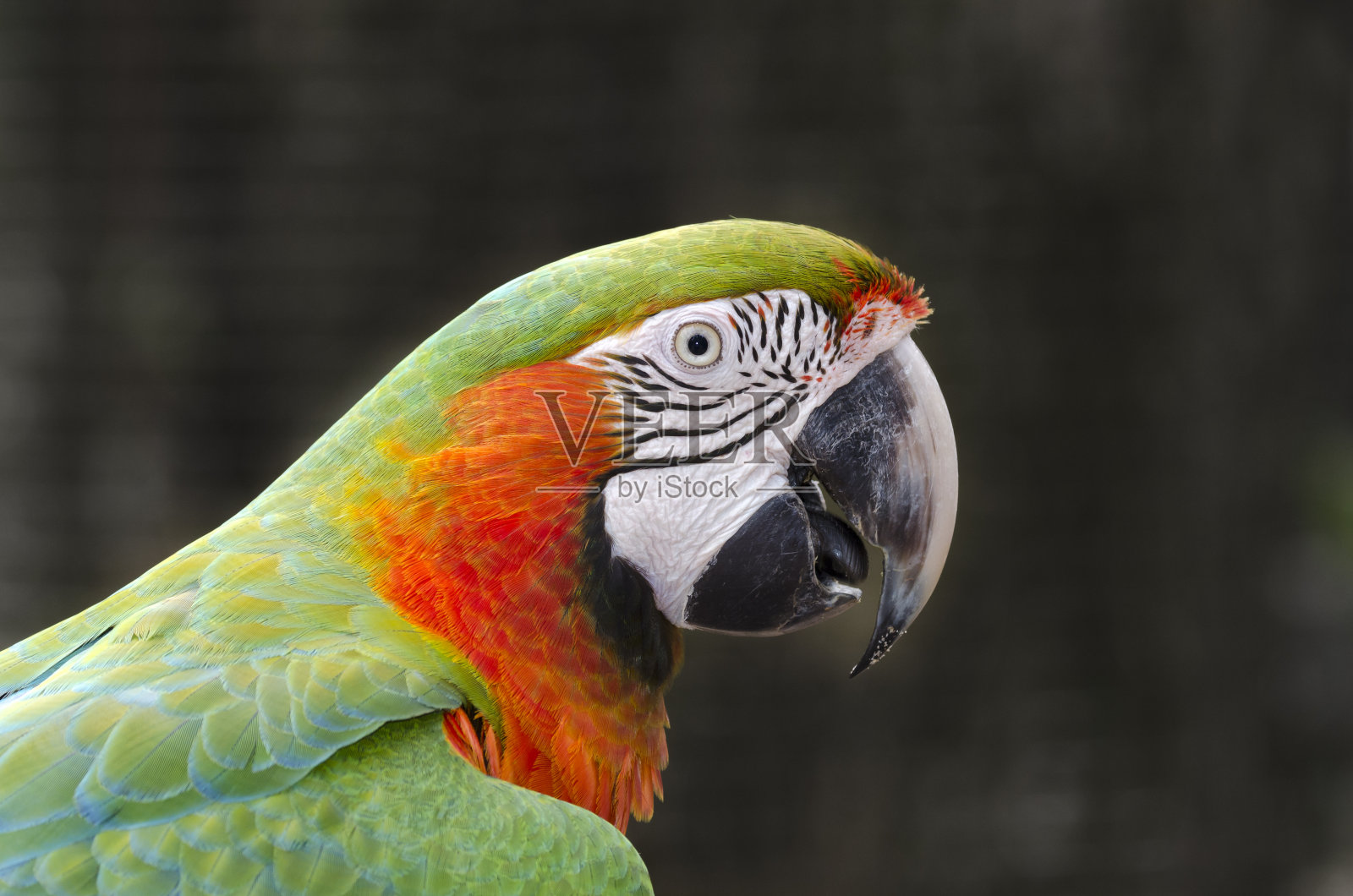 鹦鹉在iguacu照片摄影图片