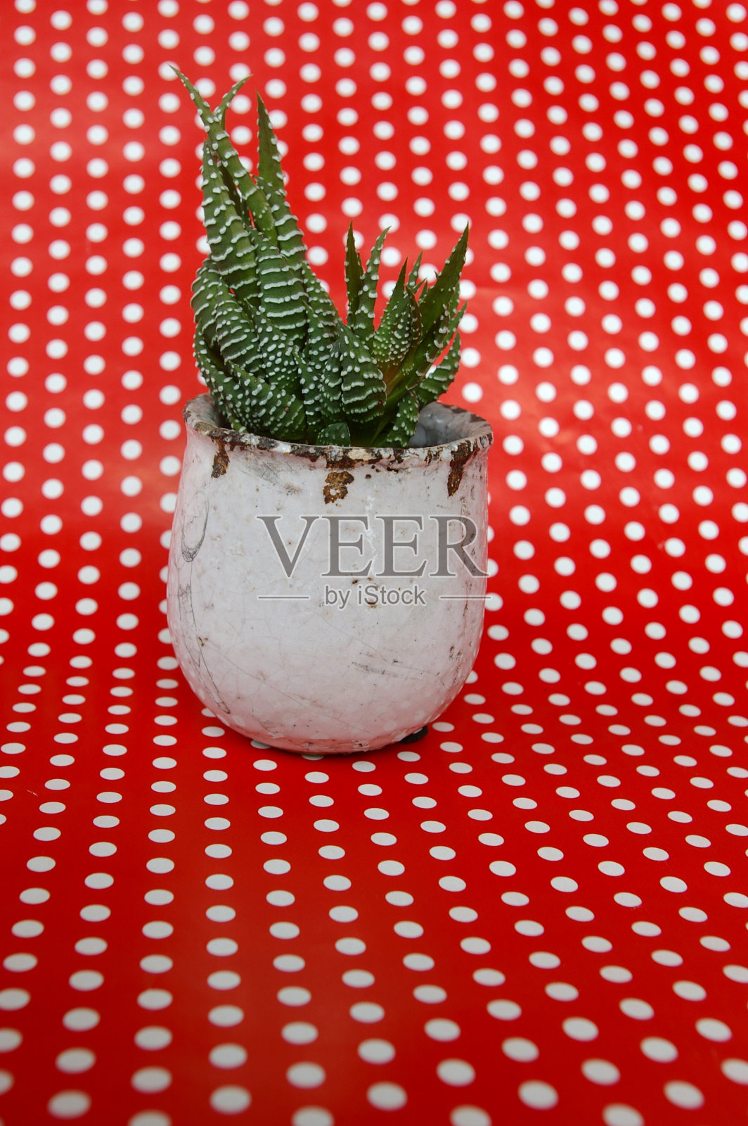 多肉的盆栽植物上有圆点的背景照片摄影图片