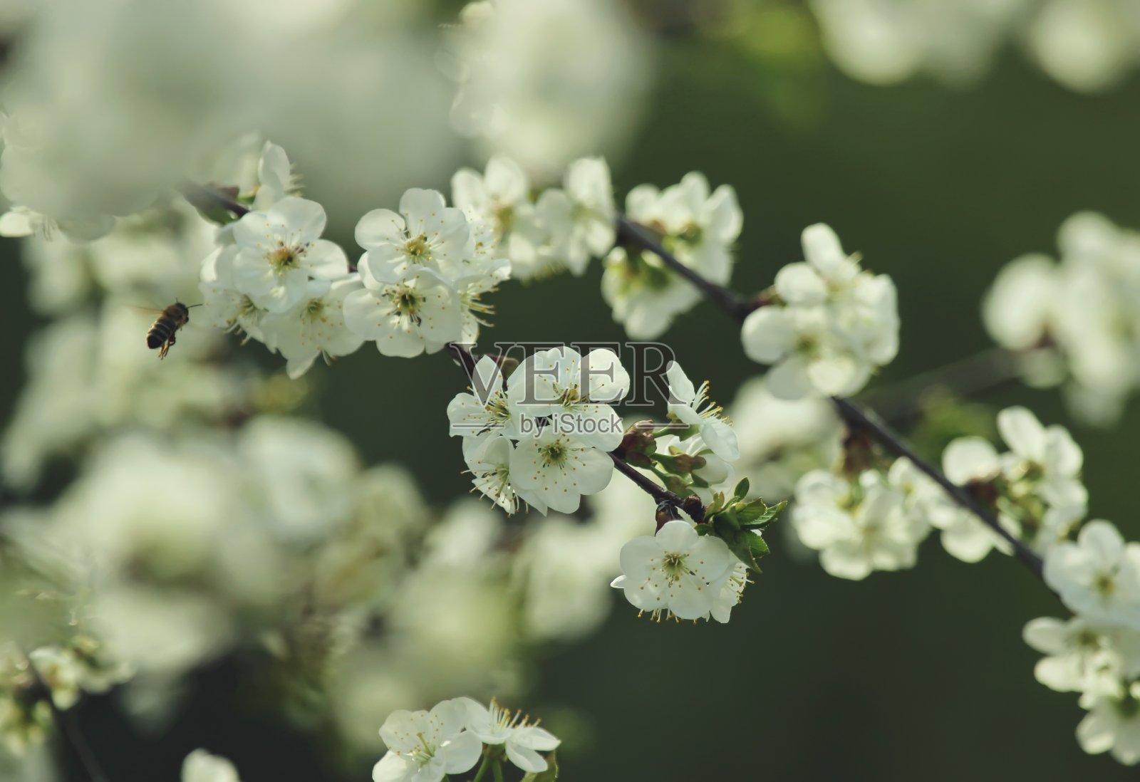 樱桃芽照片摄影图片
