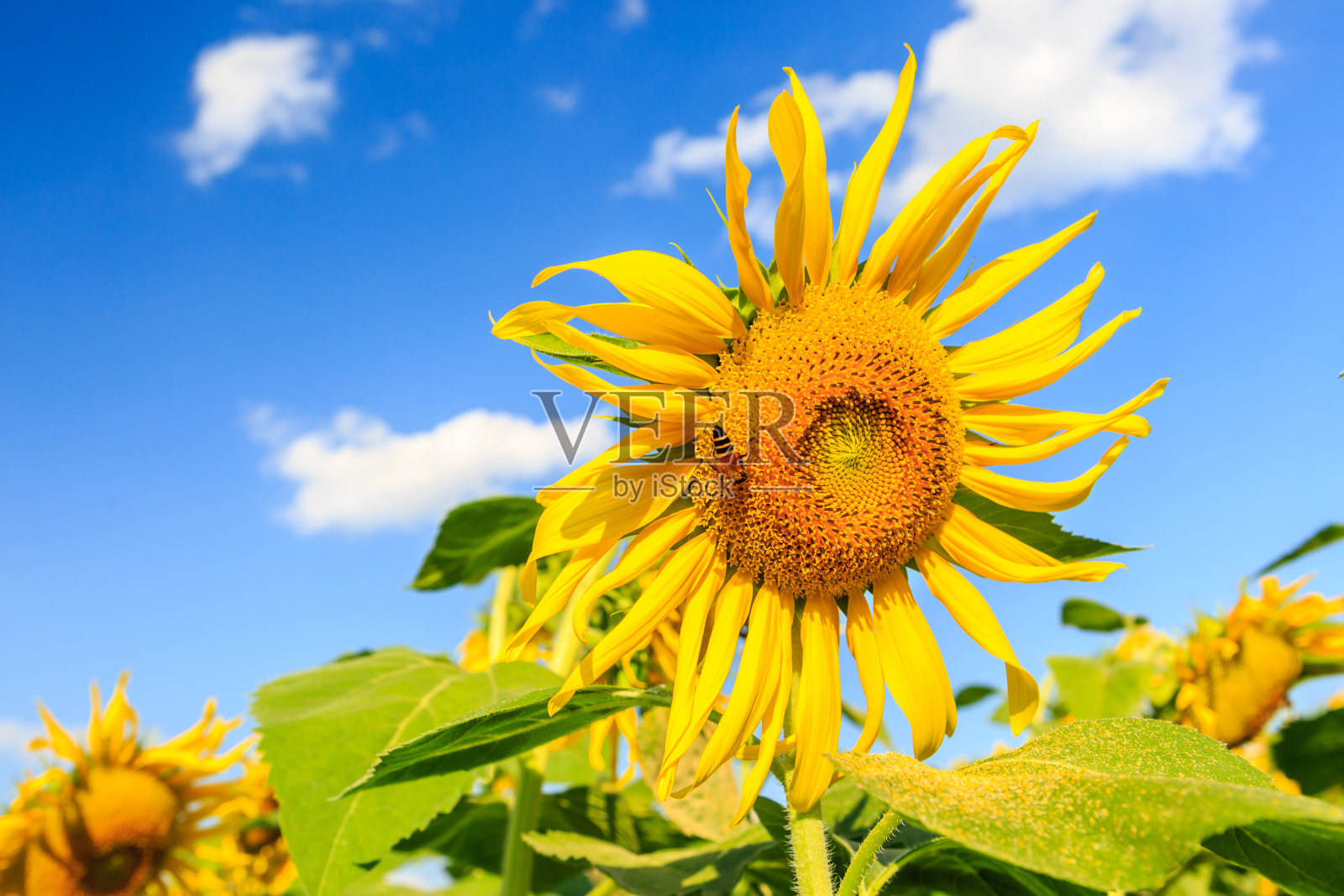 蓝天上的向日葵照片摄影图片