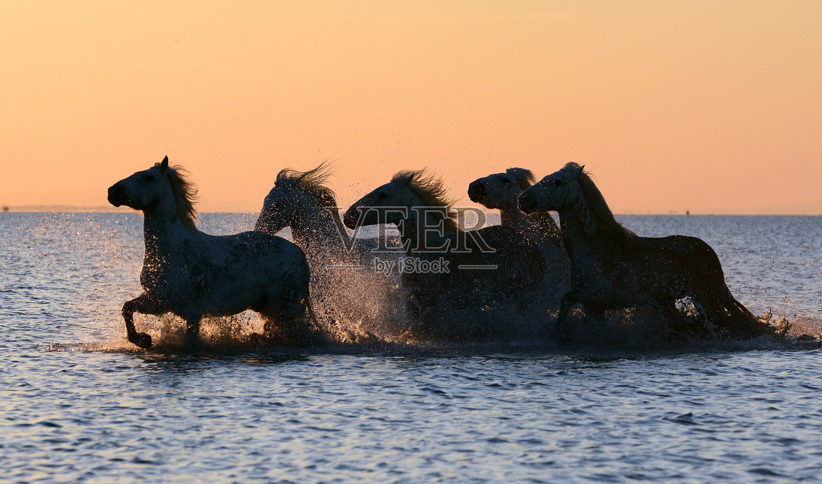 Camargue马在日出照片摄影图片