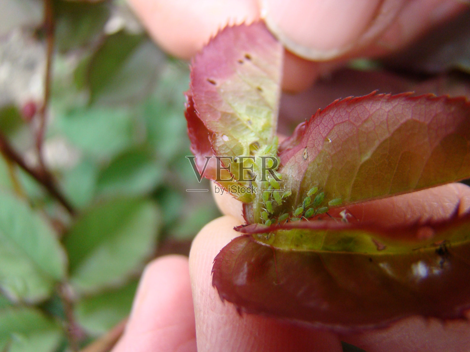 蚜虫照片摄影图片