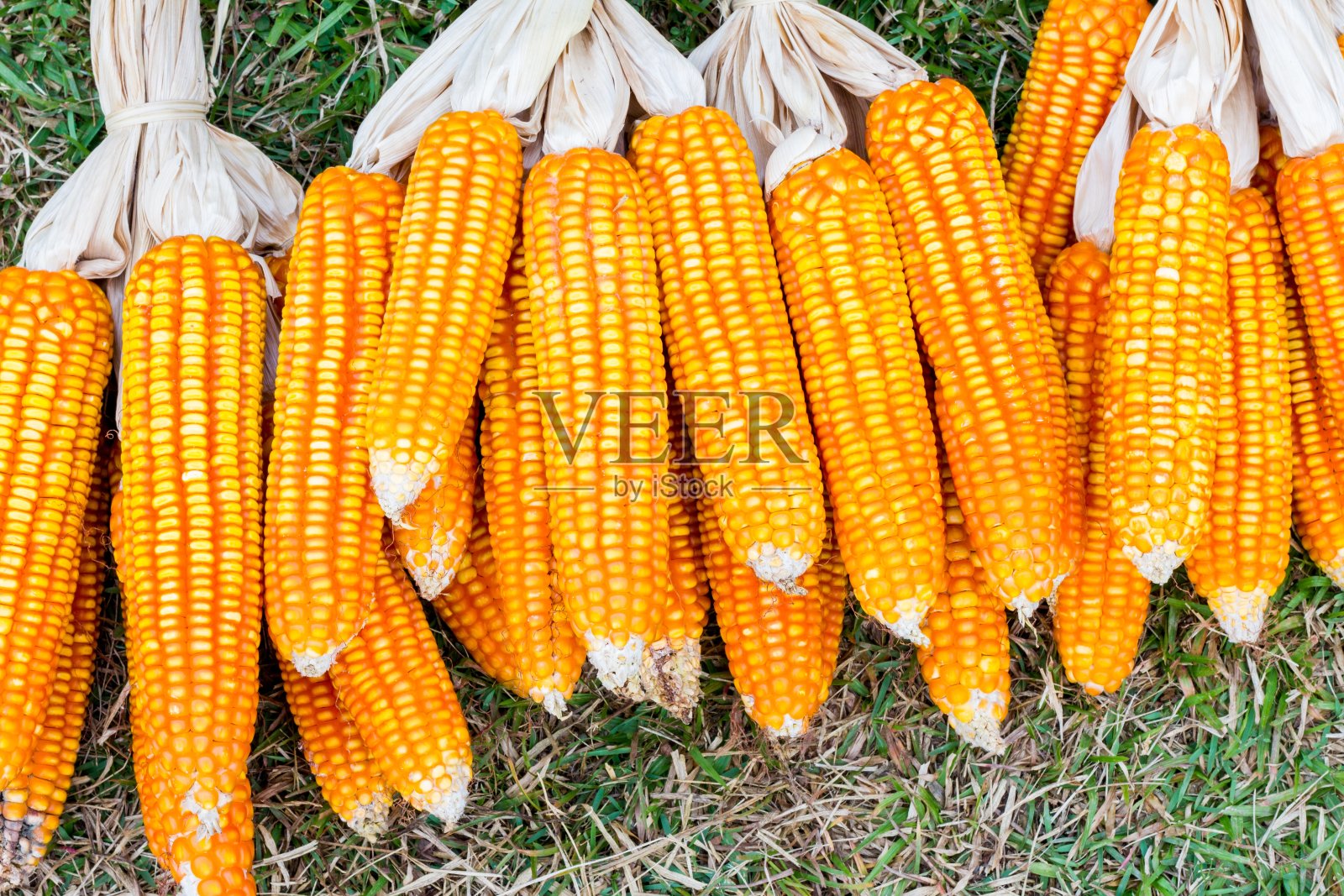 耳朵的玉米照片摄影图片