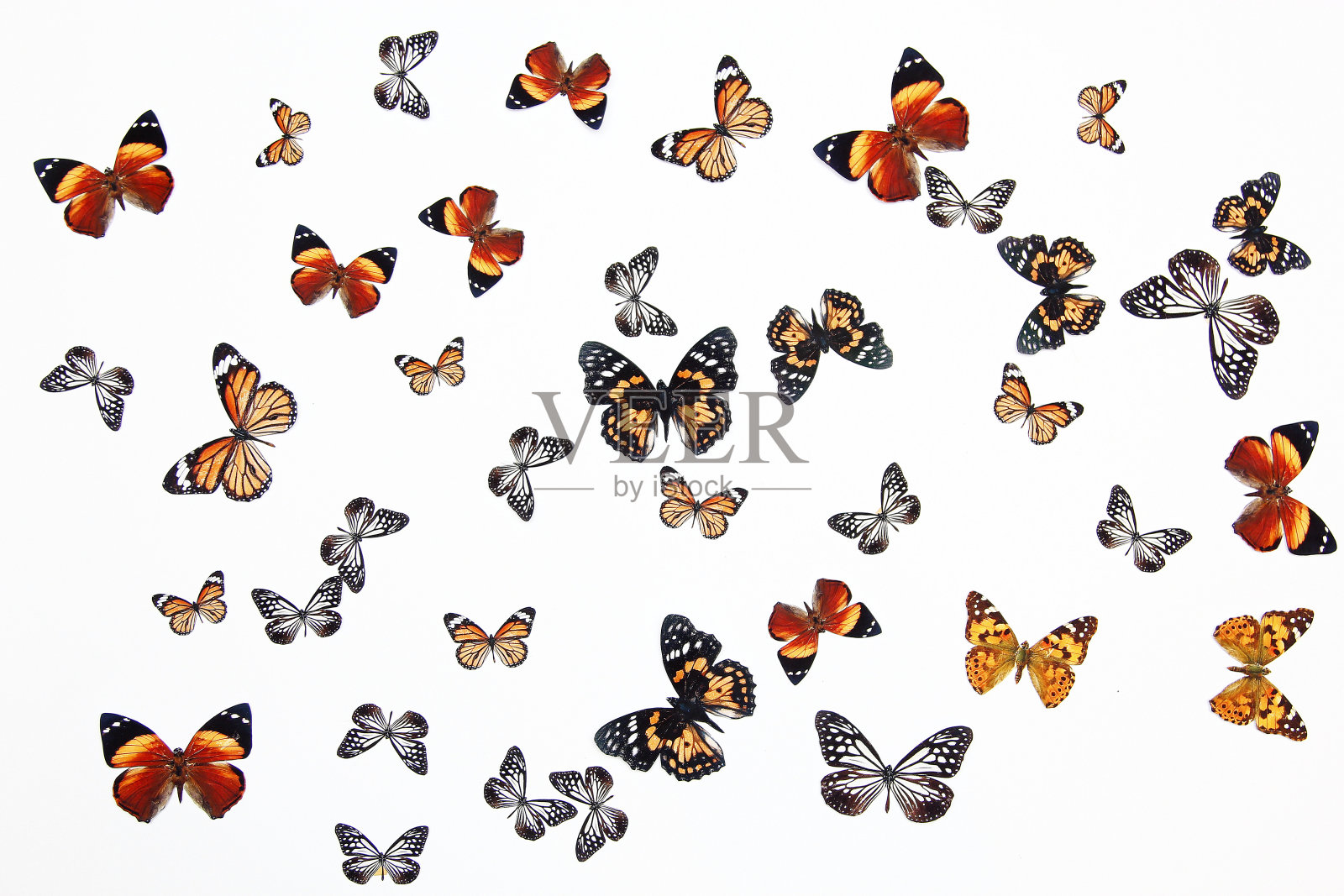 白色背景上的蝴蝶照片摄影图片