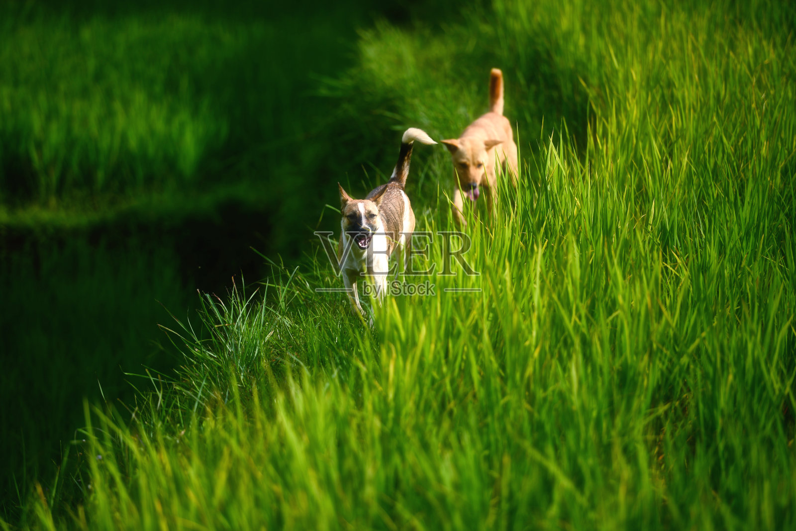 快乐的狗狗在软焦点草地上奔跑照片摄影图片