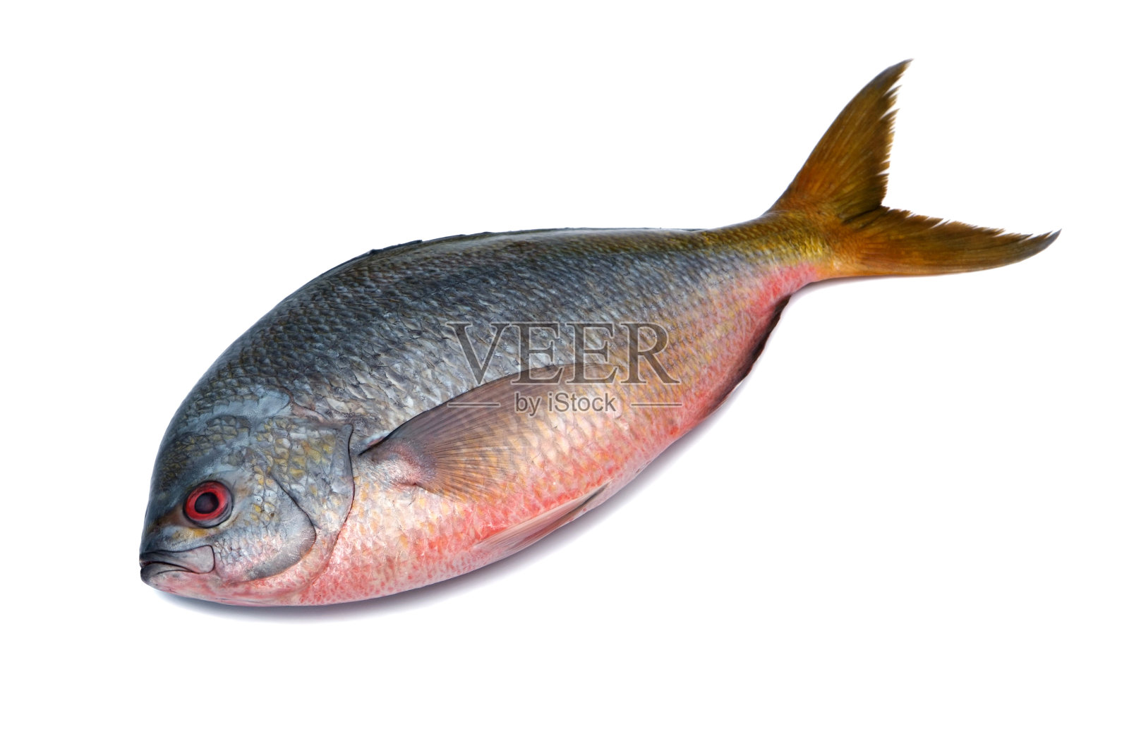 孤立在白色背景上的黄尾鱼照片摄影图片