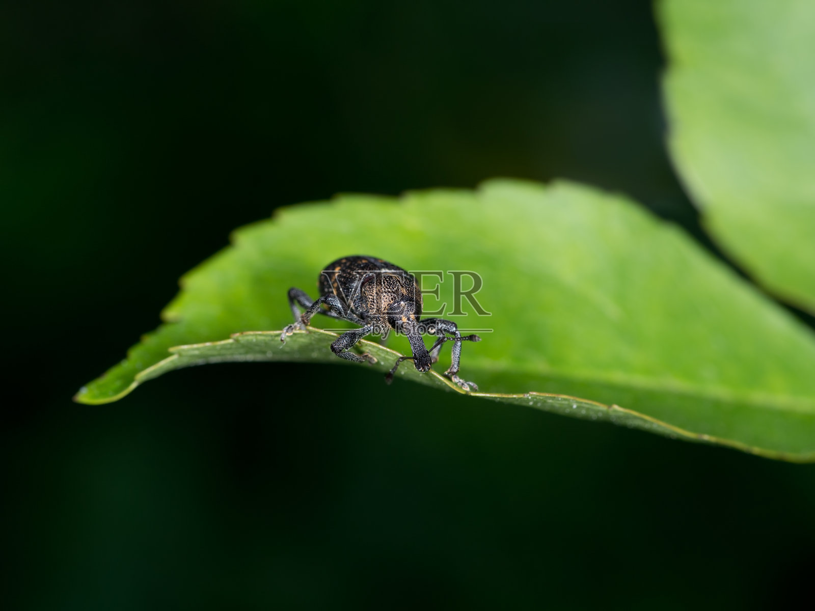 松柏又称大型松树象鼻虫照片摄影图片