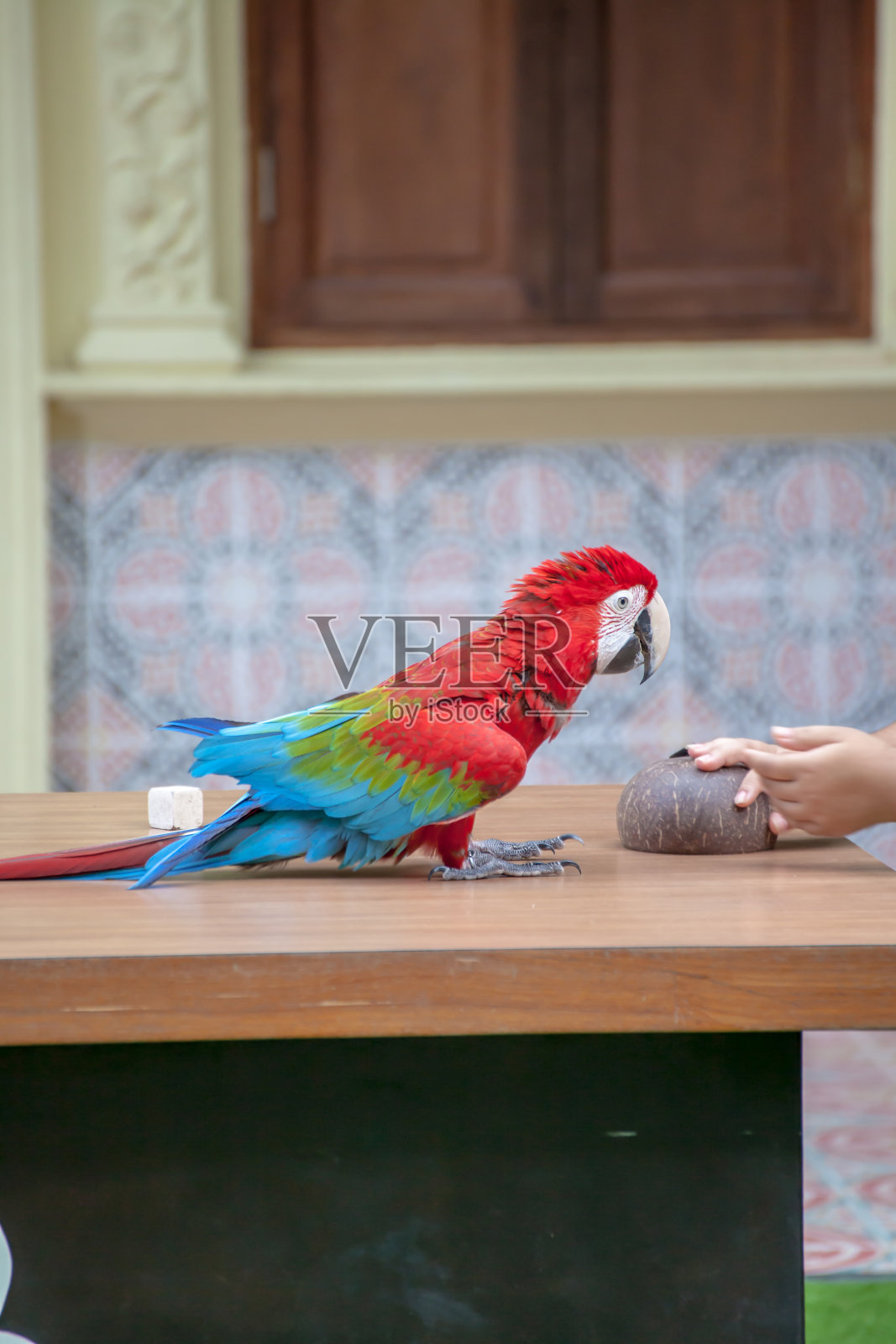 色彩鲜艳的鹦鹉照片摄影图片