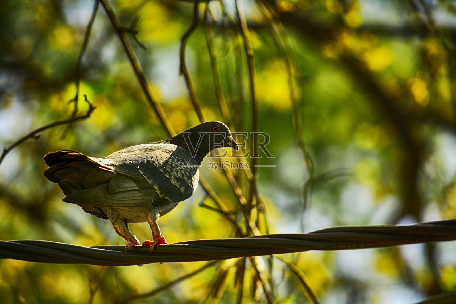鸽子在树与模糊的背景照片摄影图片