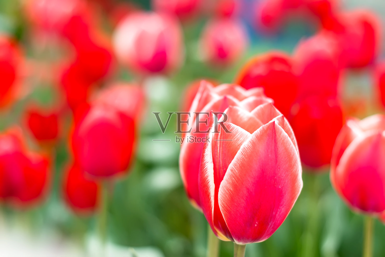 美丽的郁金香田在春天照片摄影图片