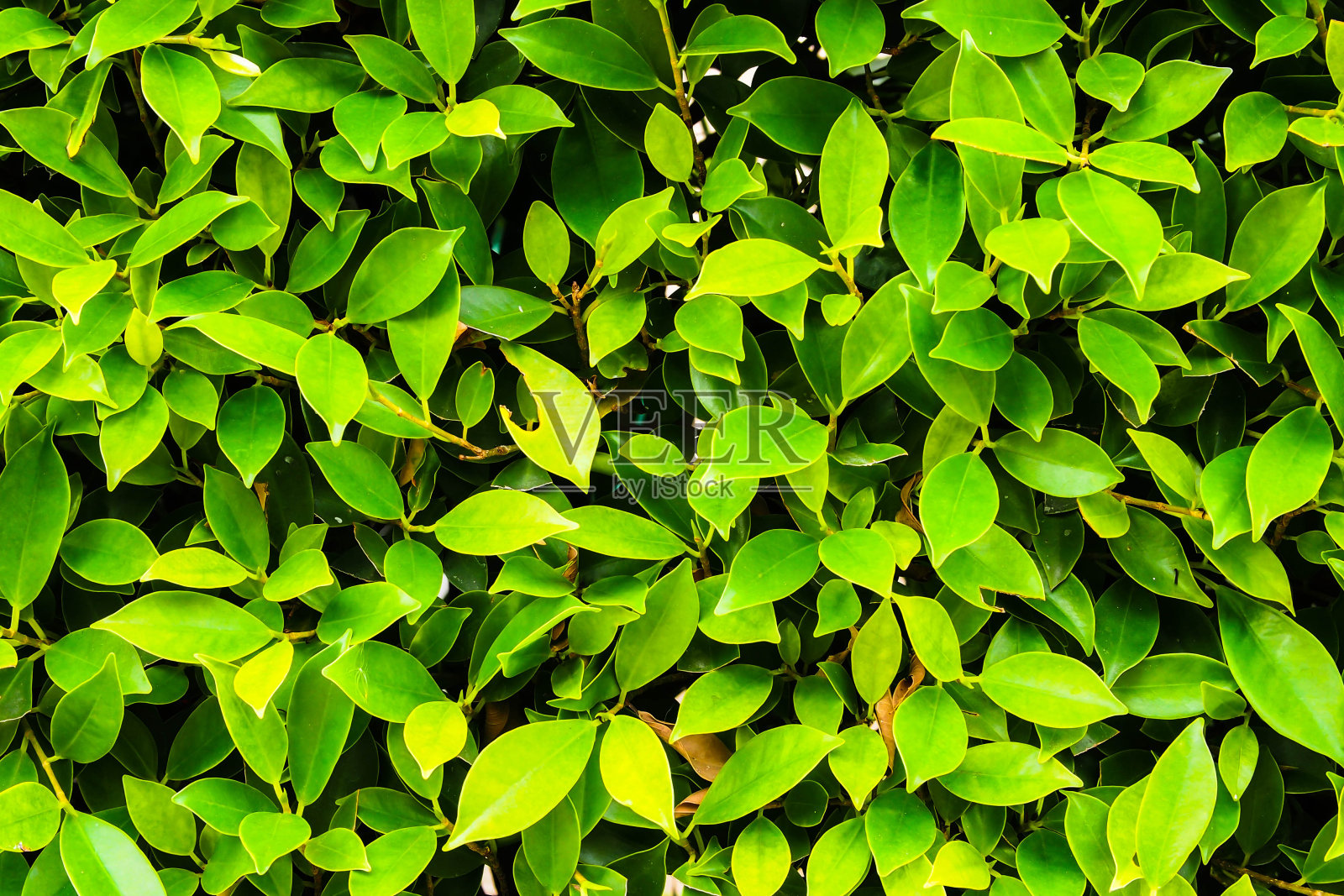 叶子照片摄影图片