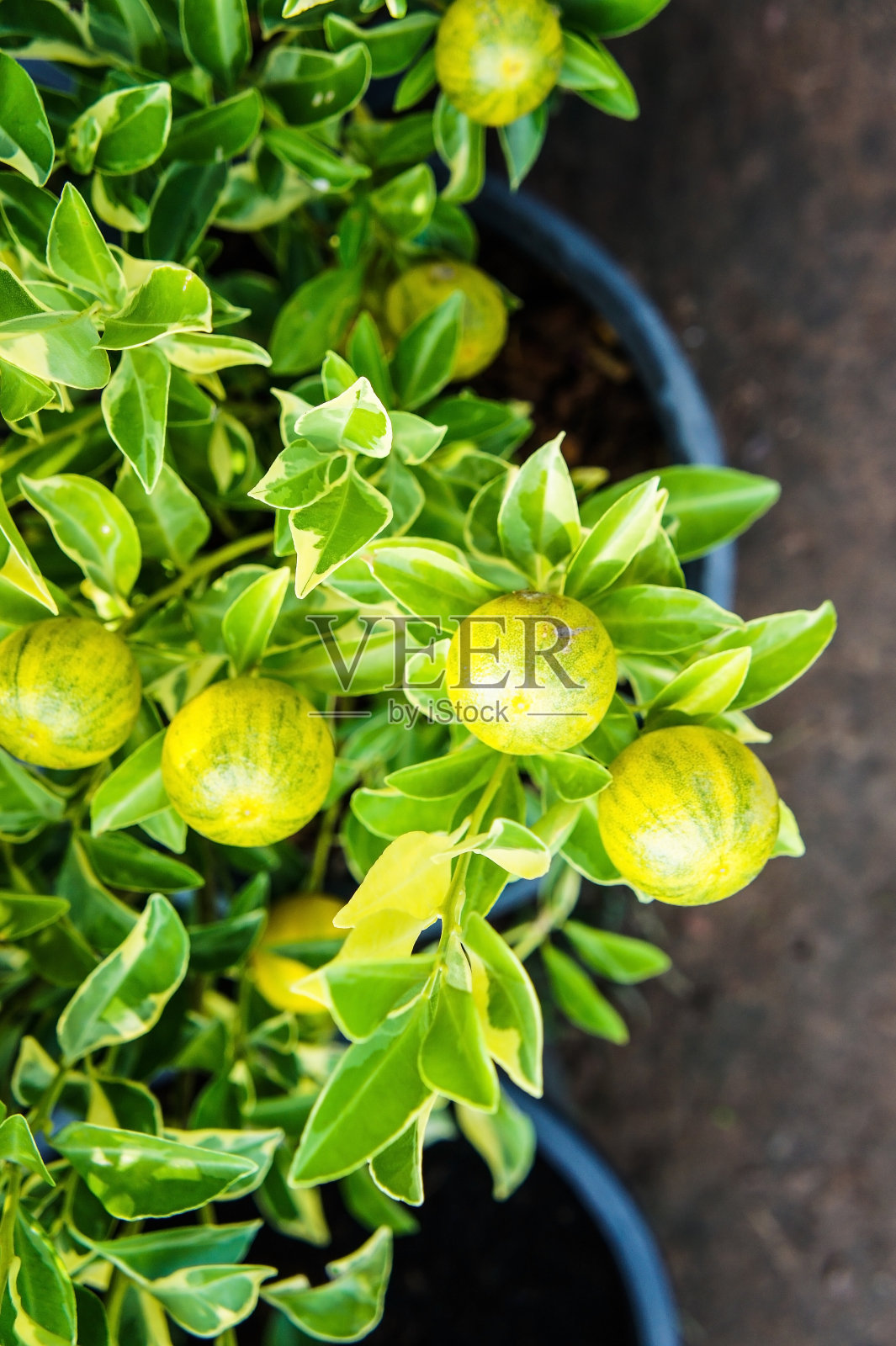 酸橙照片摄影图片