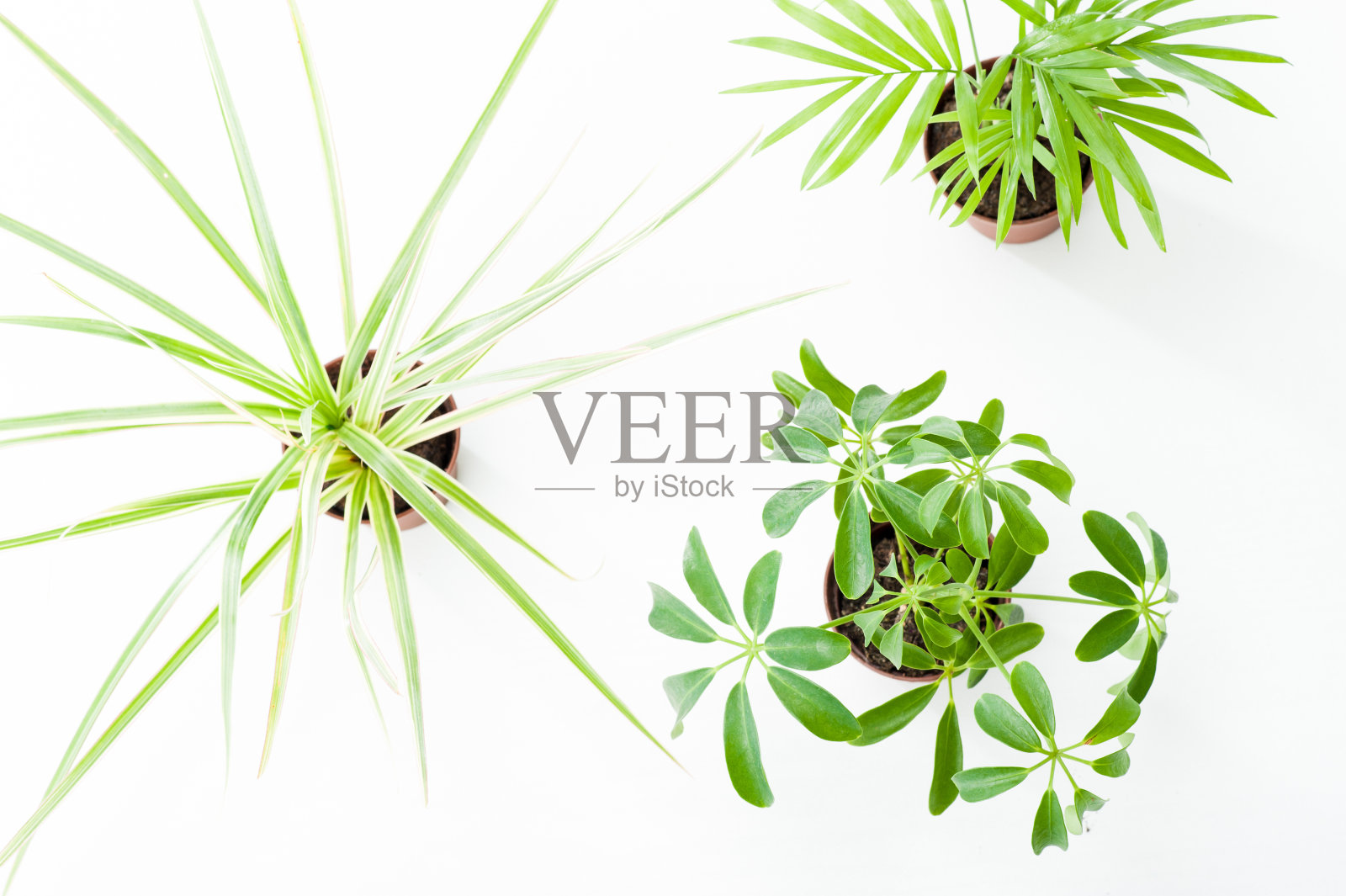 观叶植物照片摄影图片