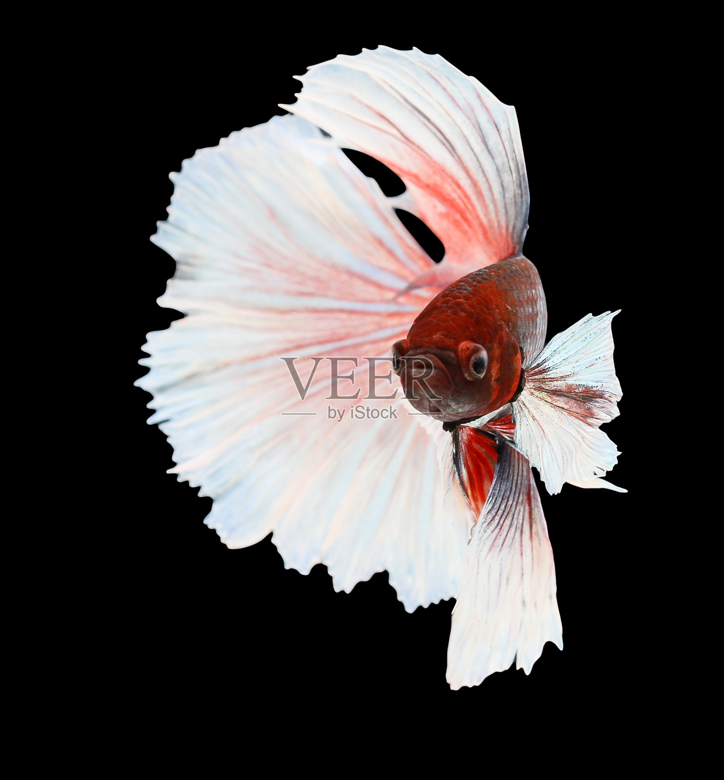 斗鱼，暹罗斗鱼，一串红斗鱼照片摄影图片