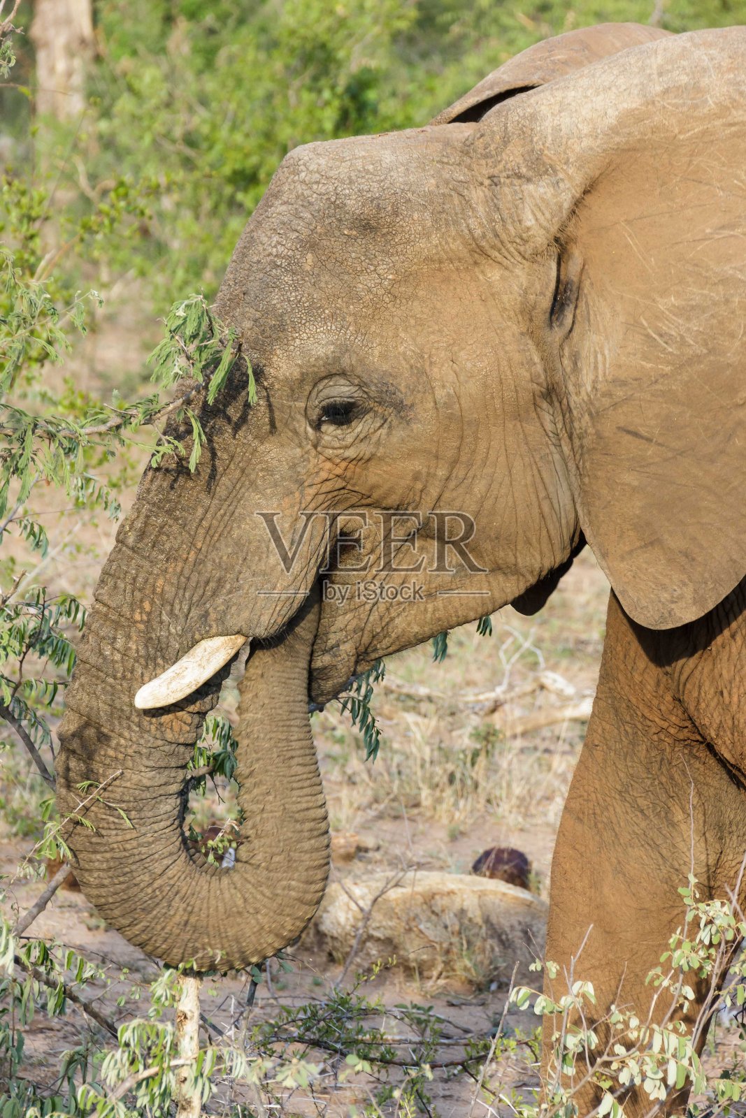 大象照片摄影图片