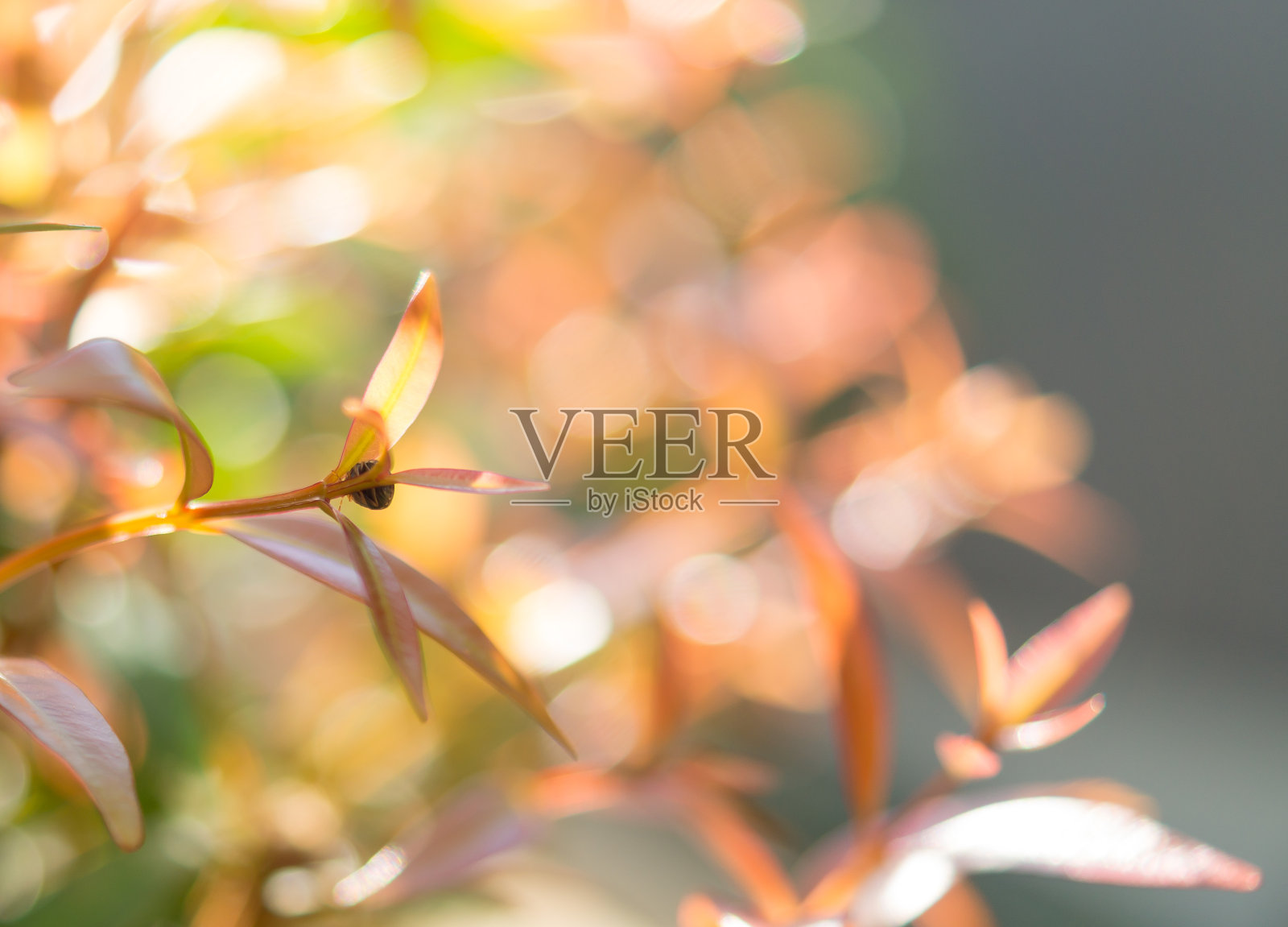 红色的叶子散景照片摄影图片