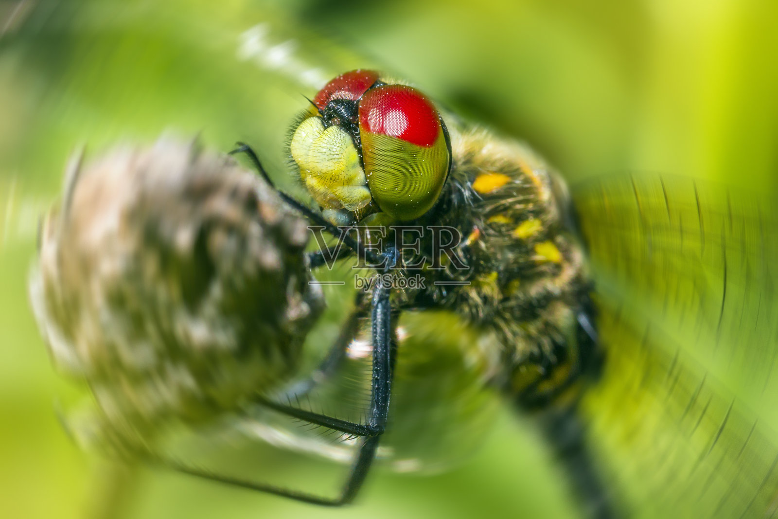 黄色带翼飞镖的肖像照片摄影图片