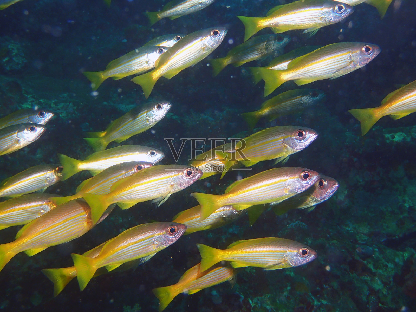 大眼鲷鱼照片摄影图片