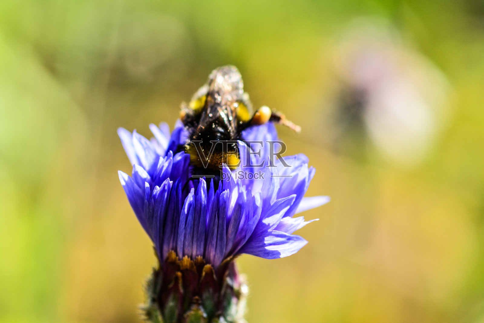 混合的野花照片摄影图片