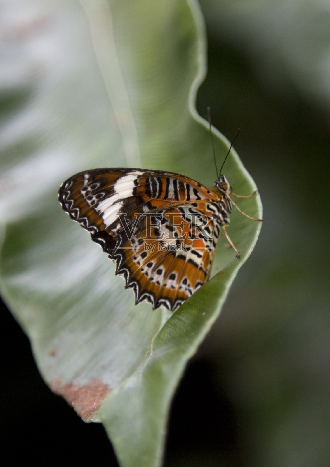 叶子上的橙色草蛉蝶照片摄影图片