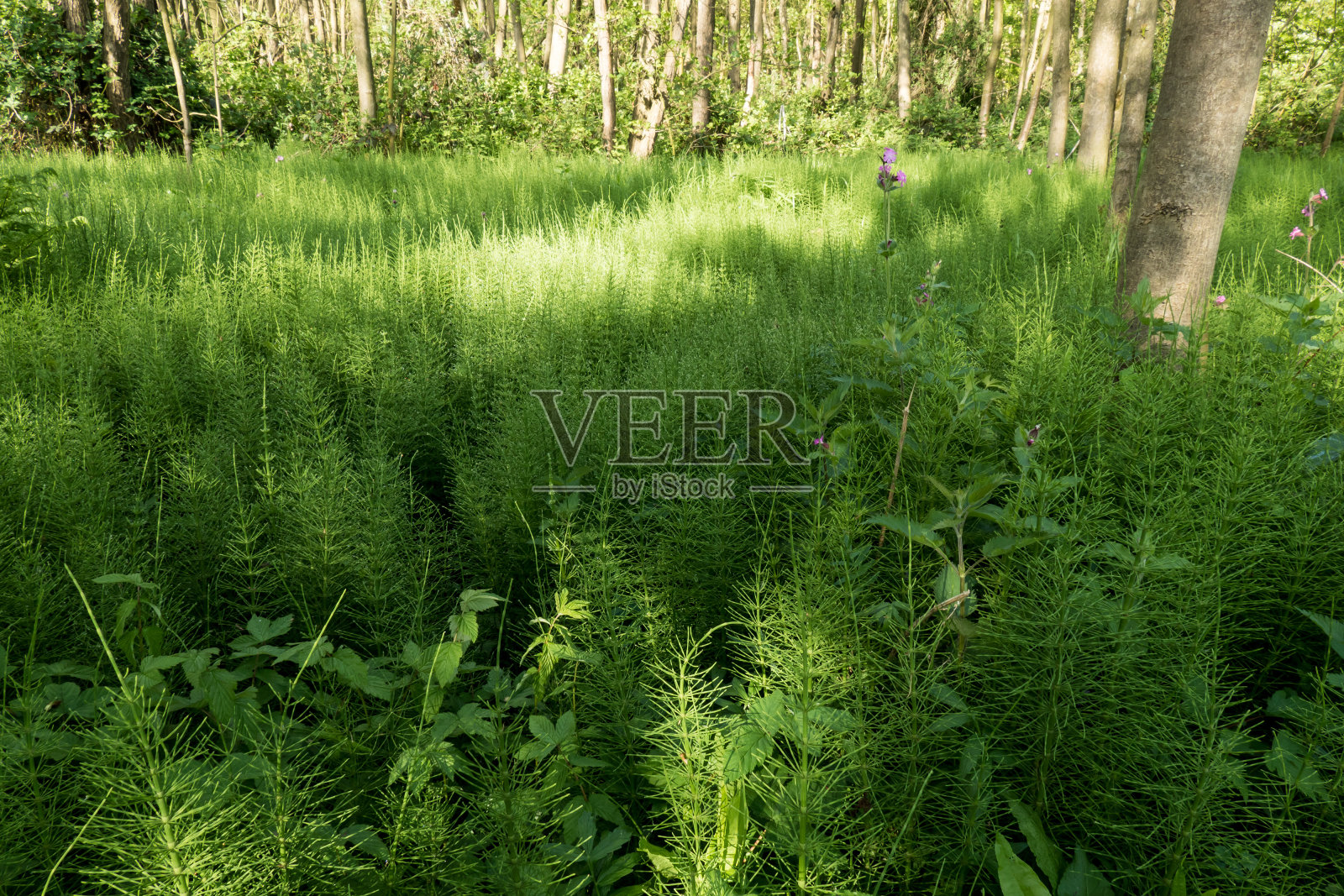 森林与马尾。照片摄影图片