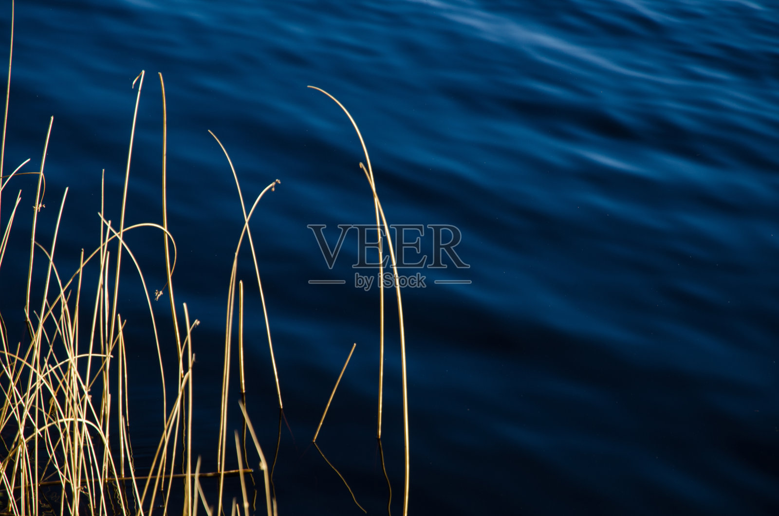 在蓝色的水里晒草照片摄影图片